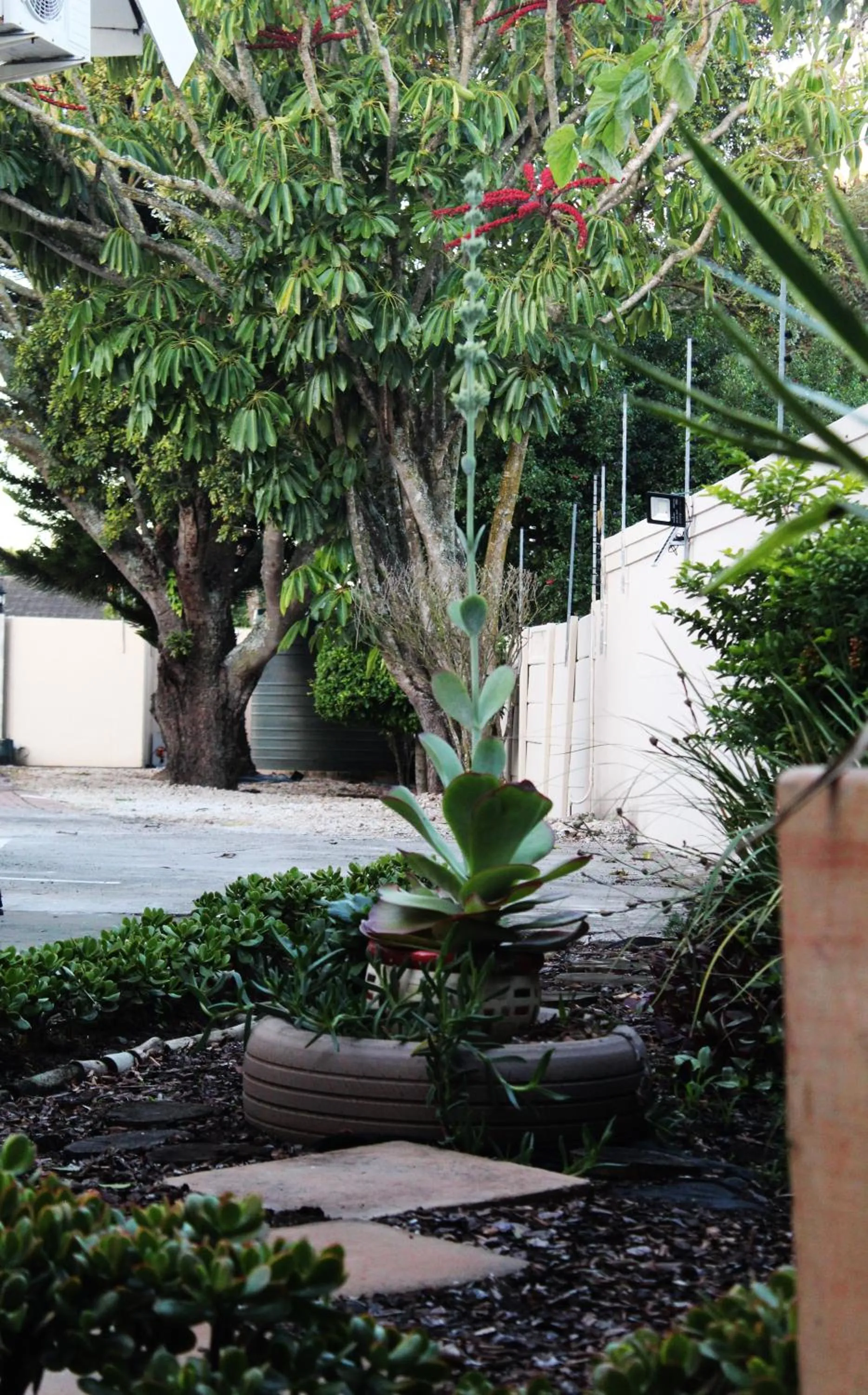 Garden in Bhotani-on-Bax