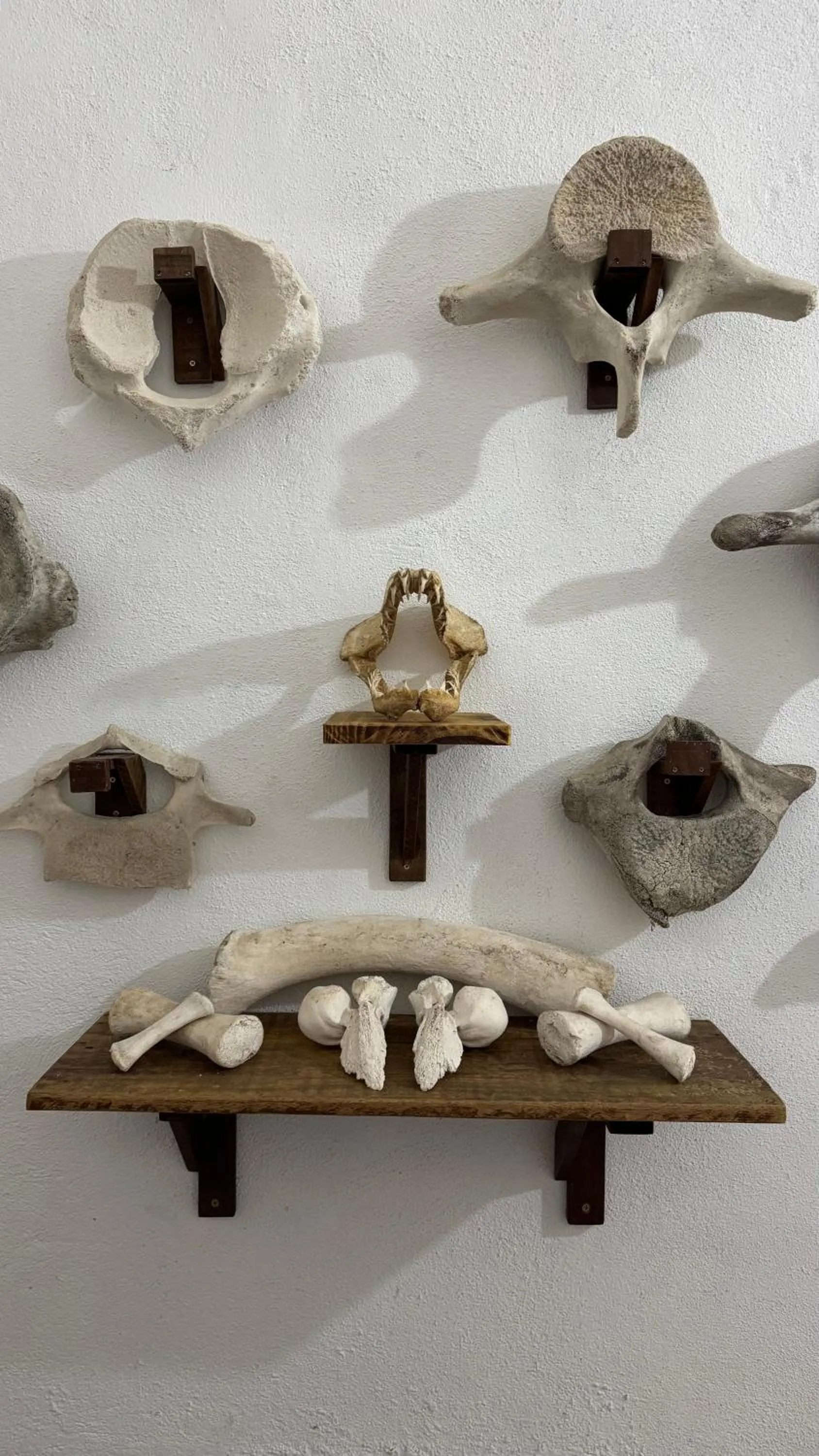 Decorative detail in Pousada Frezza Mergulho