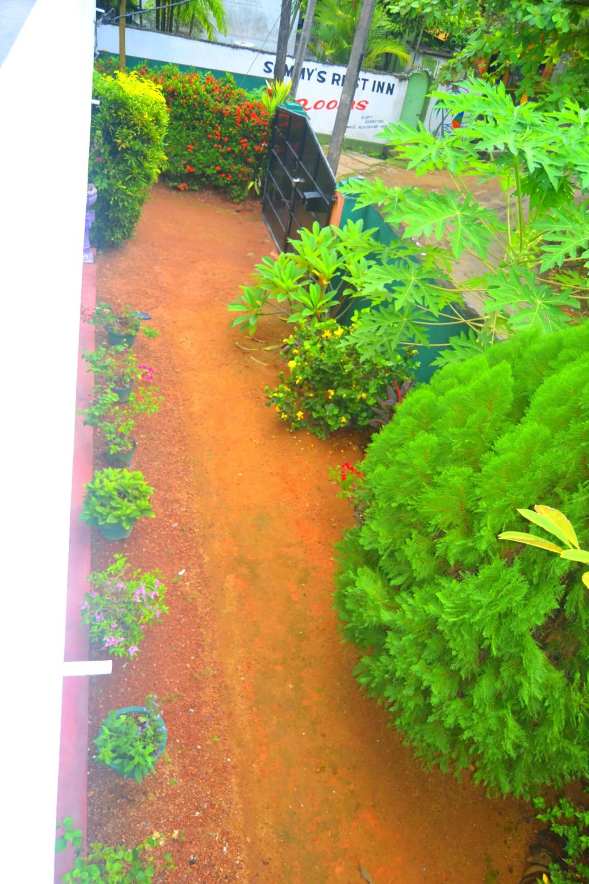 Natural landscape in Chaya Villa Guest House