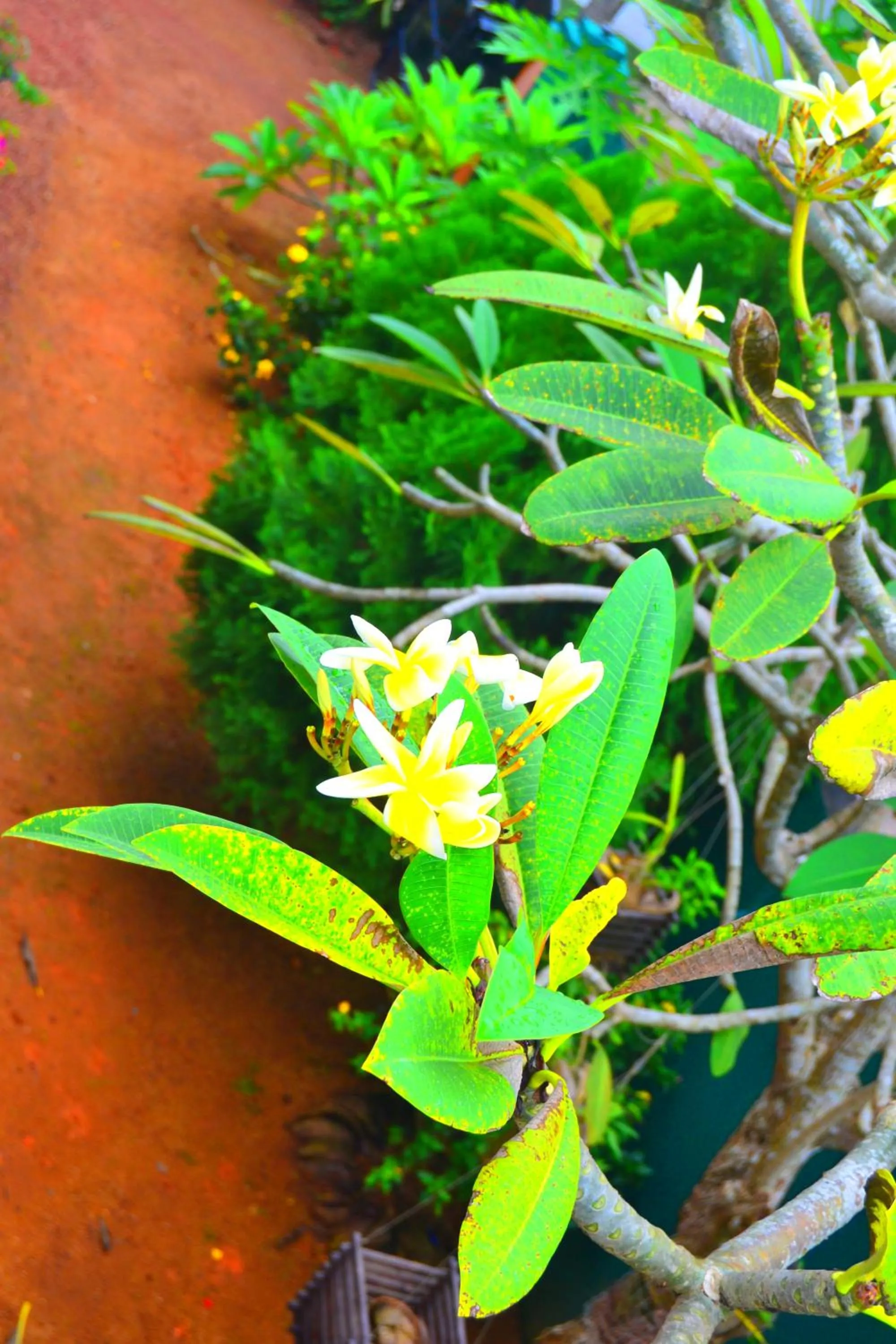 Natural landscape in Chaya Villa Guest House