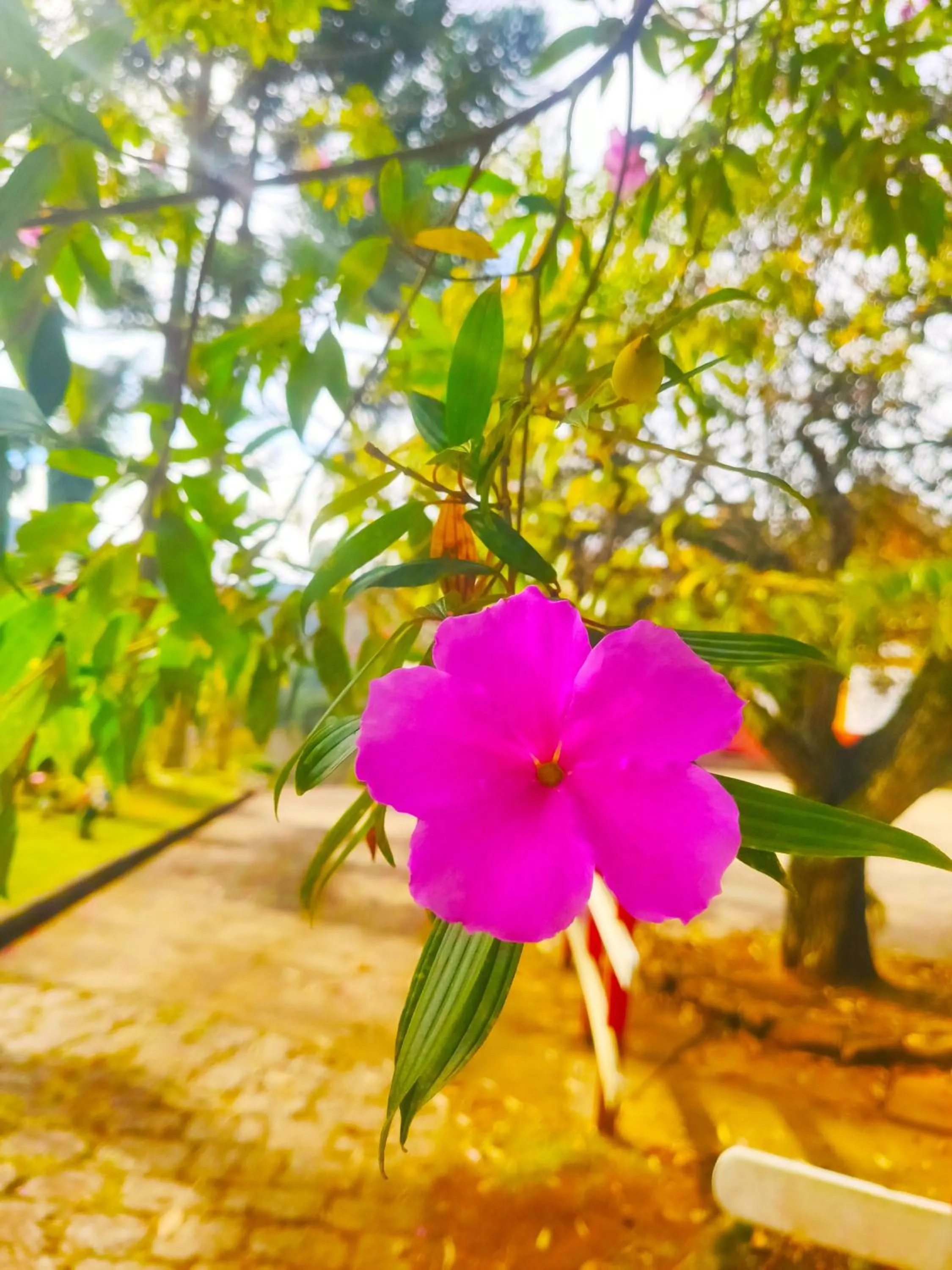 Spring in Colônia SAA