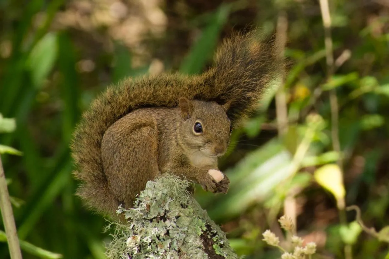 Natural landscape in Colônia SAA