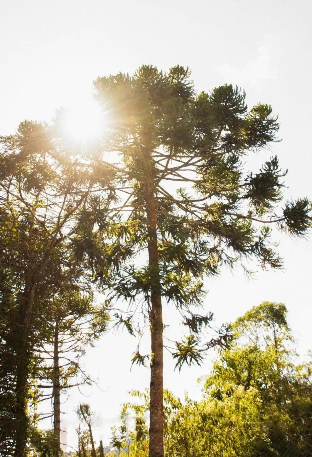 Natural landscape in Colônia SAA