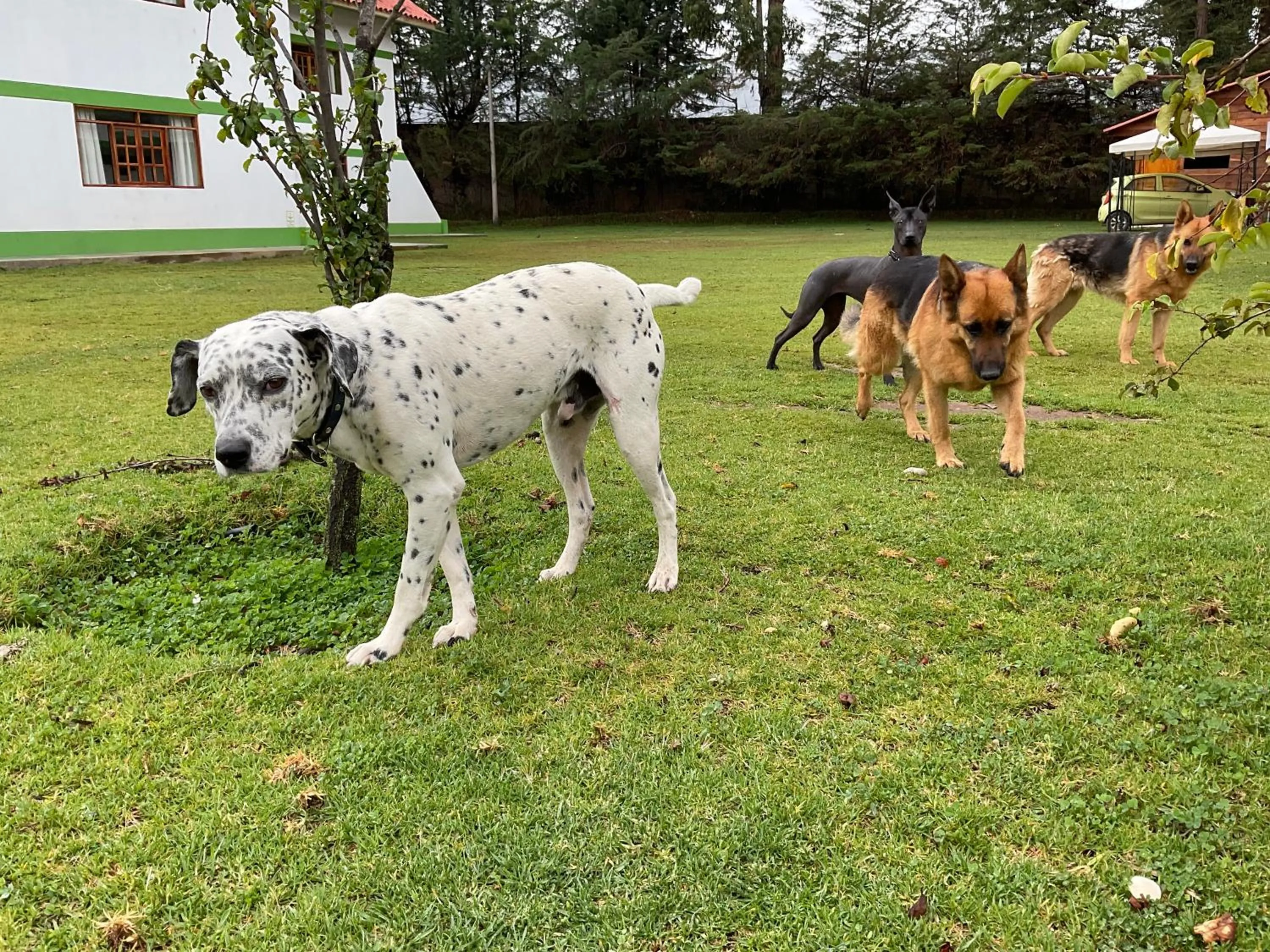 Pets in RESORT ALAPA