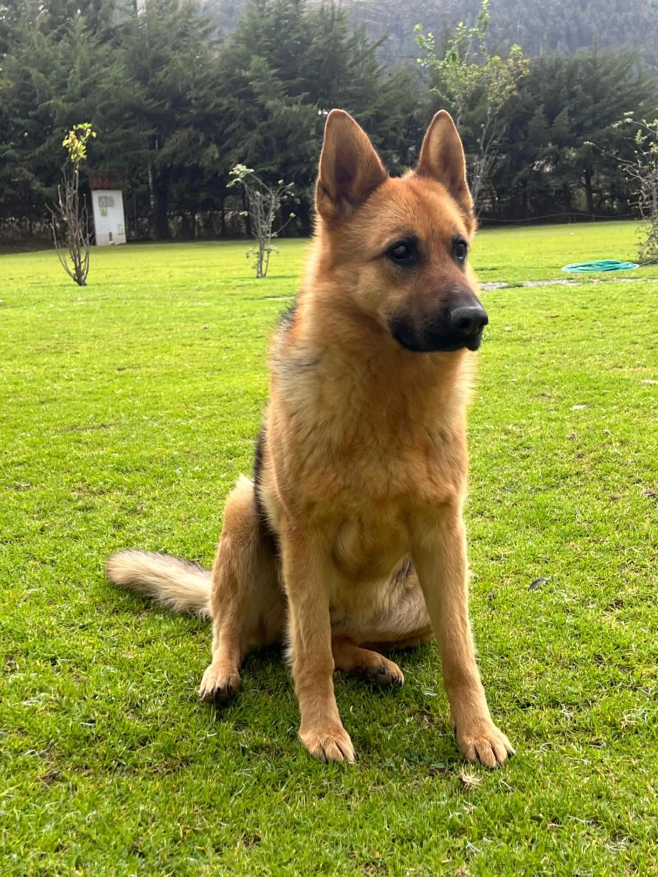 Pets in RESORT ALAPA