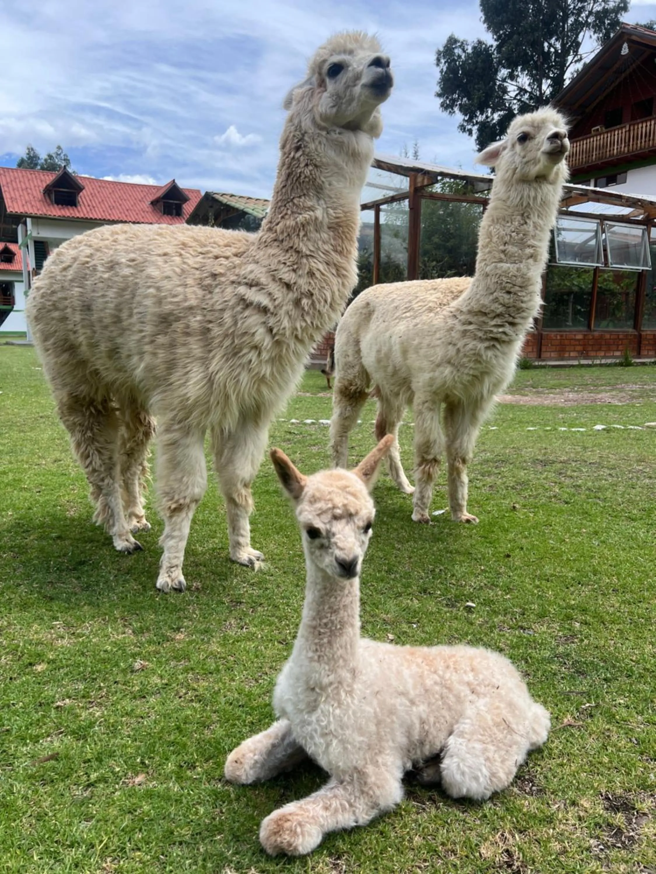 Pets in RESORT ALAPA