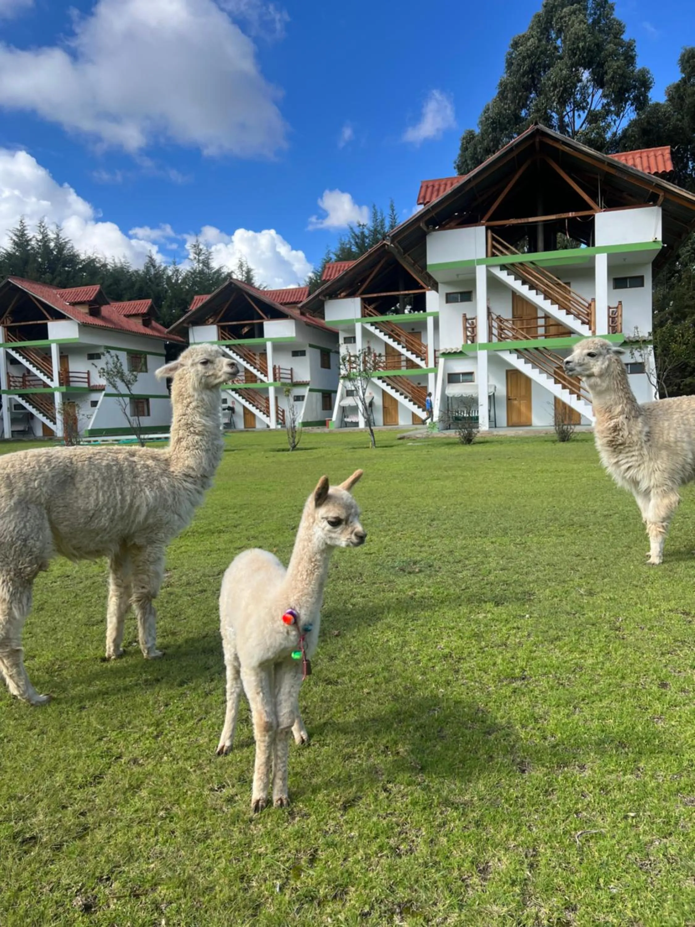 Animals in RESORT ALAPA