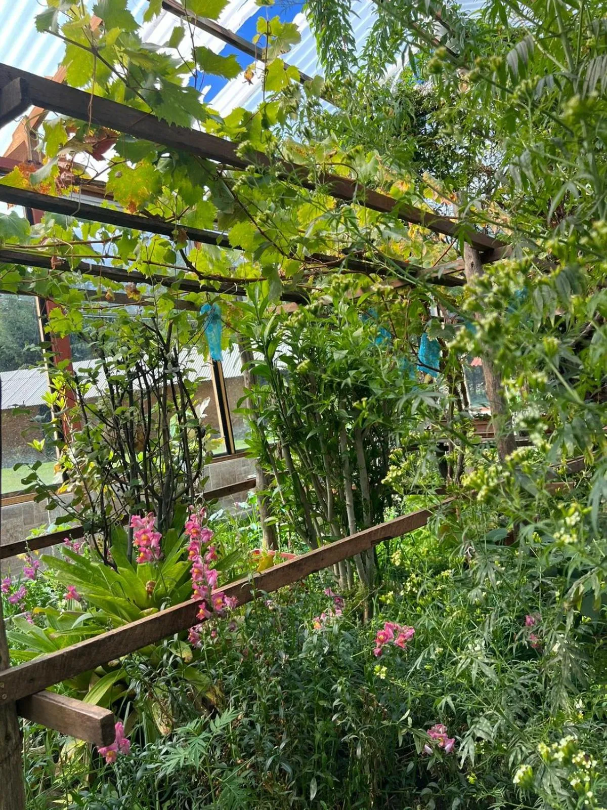 Garden view in RESORT ALAPA