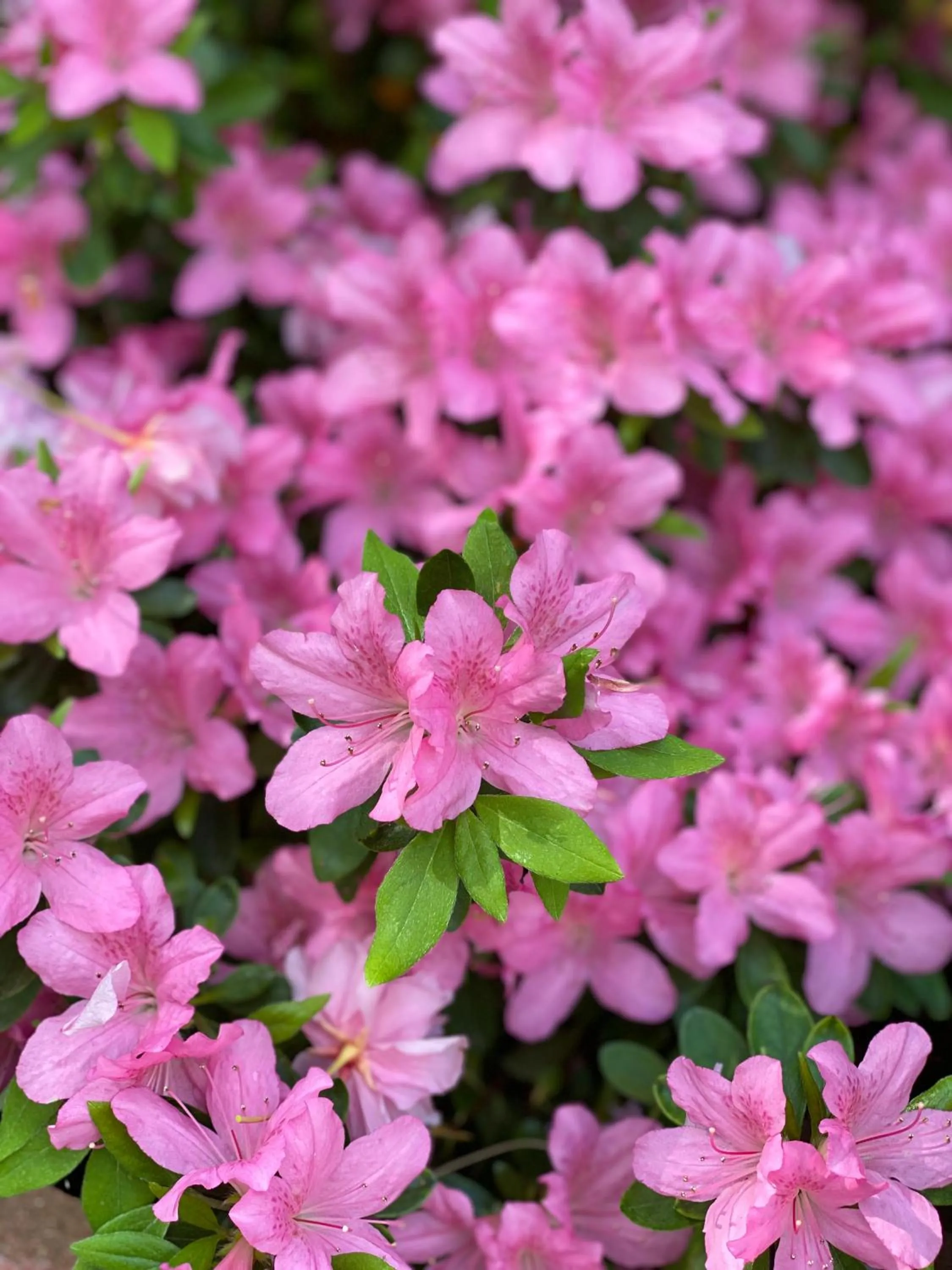 Garden in Villa Talisman