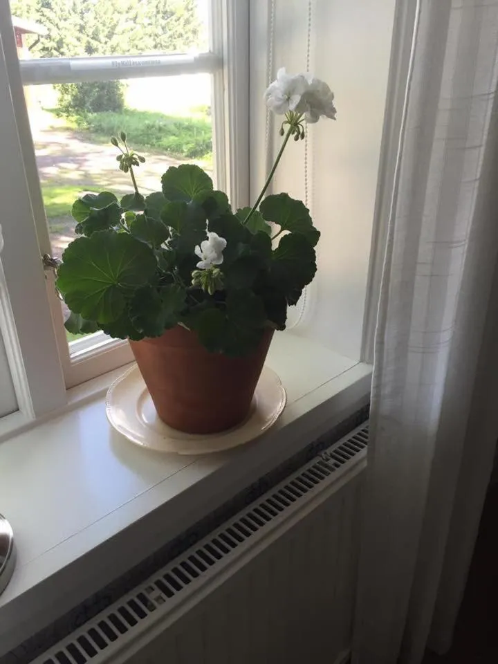 Bjälbo Gästhus B&B