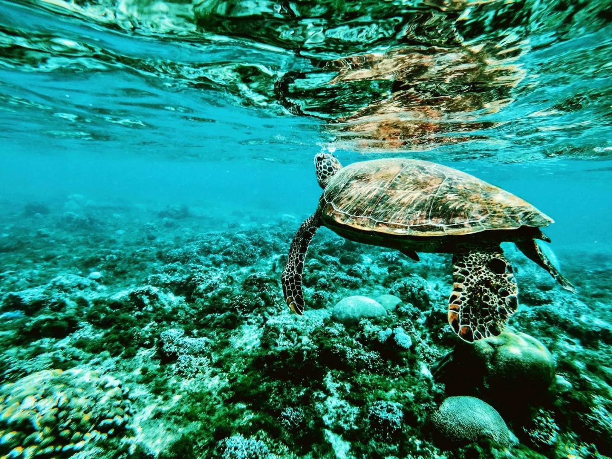 Activities in VIVA Beach Maldives