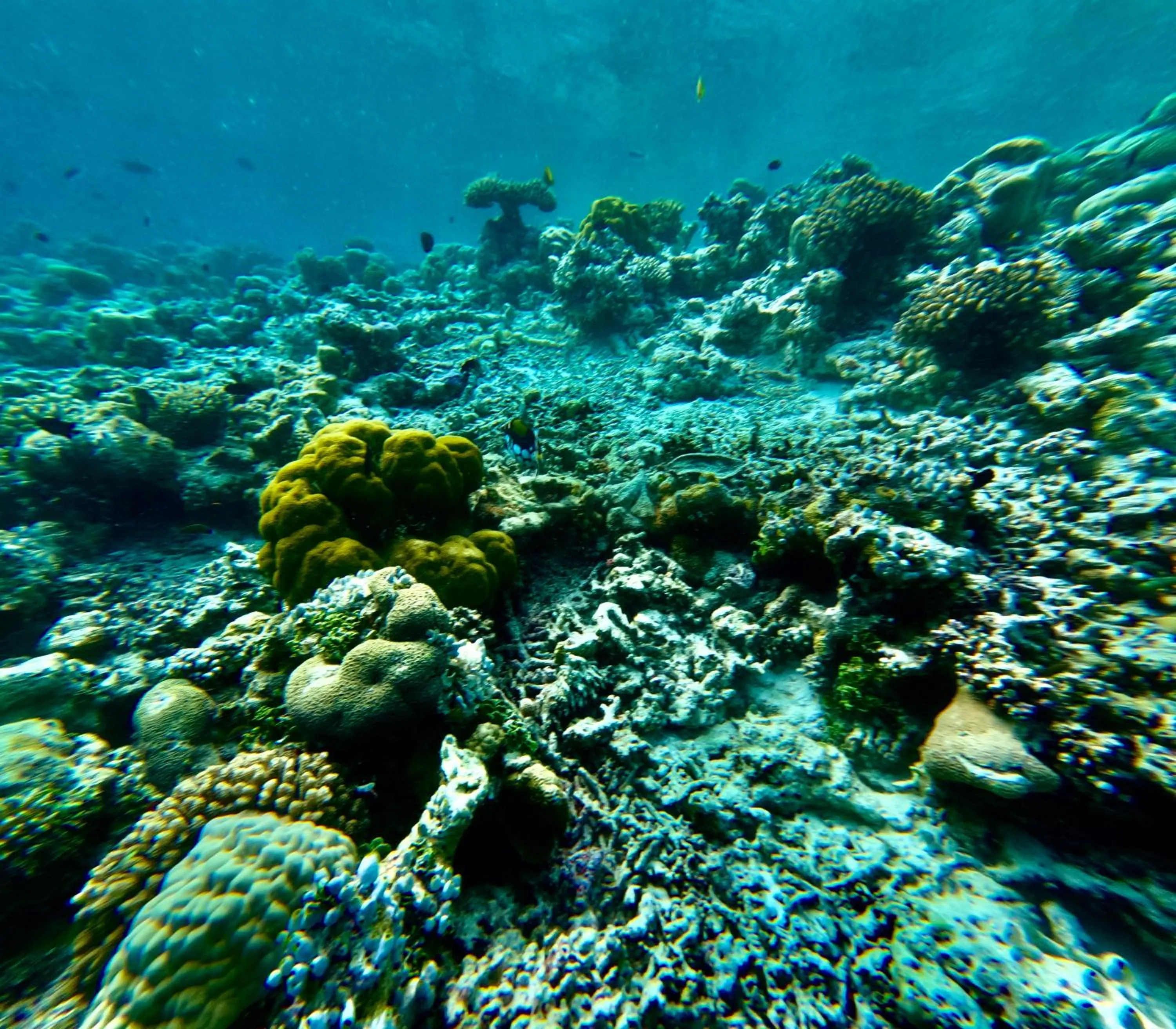 Snorkeling in VIVA Beach Maldives