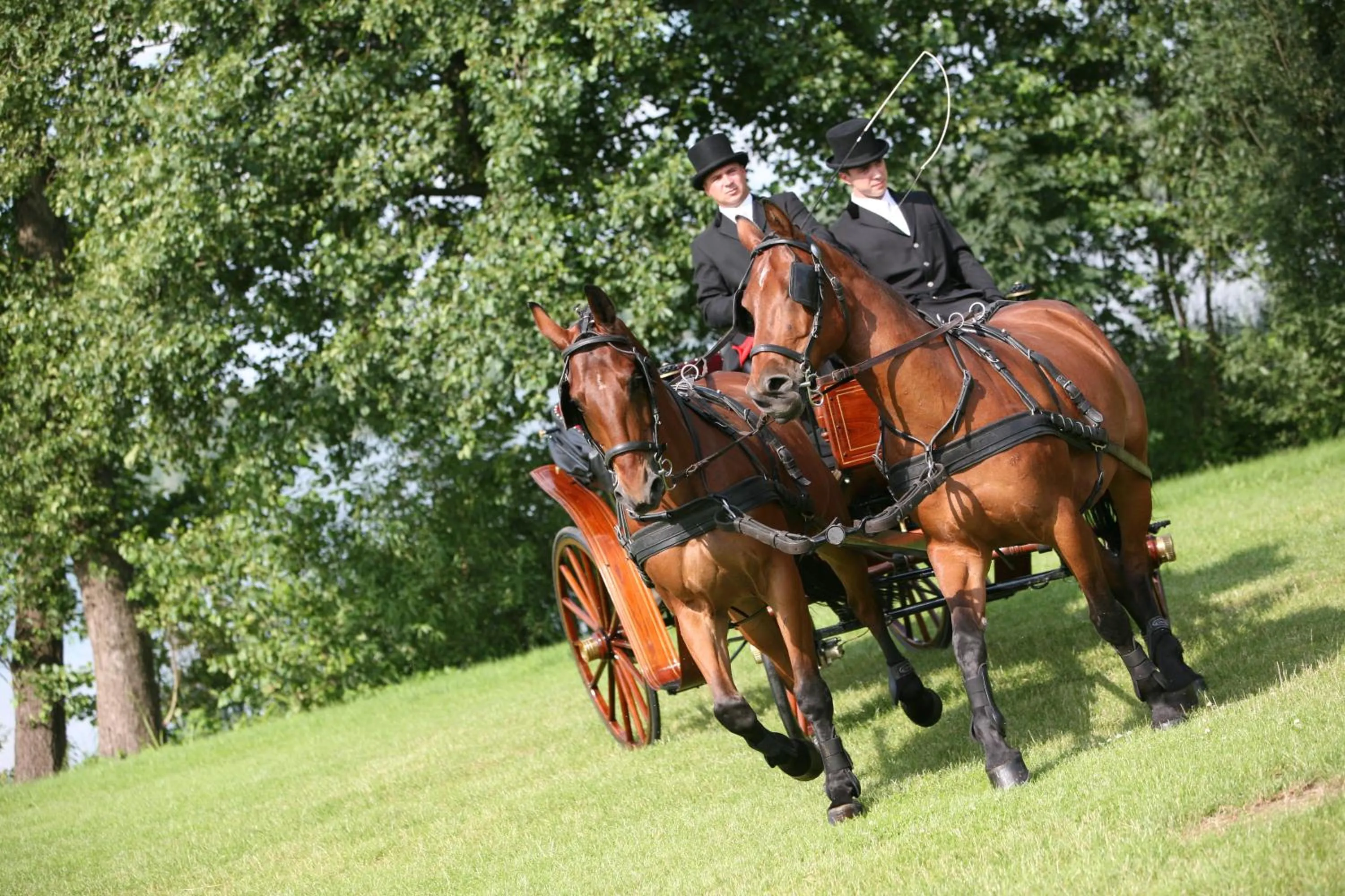 Animals in Hotel Sypniewo