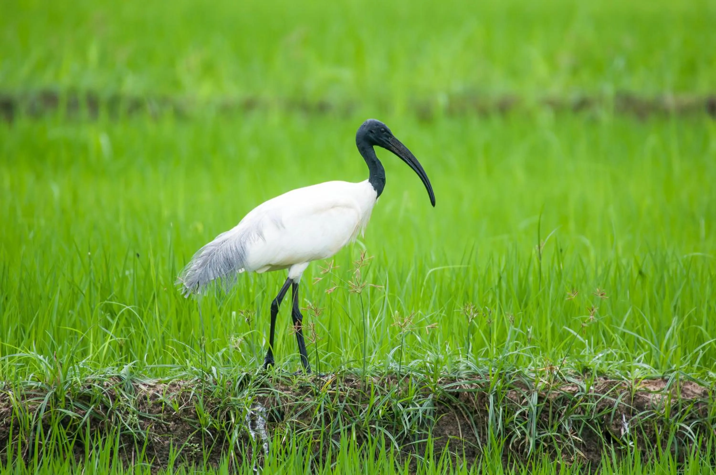Animals in Lake View Cottage