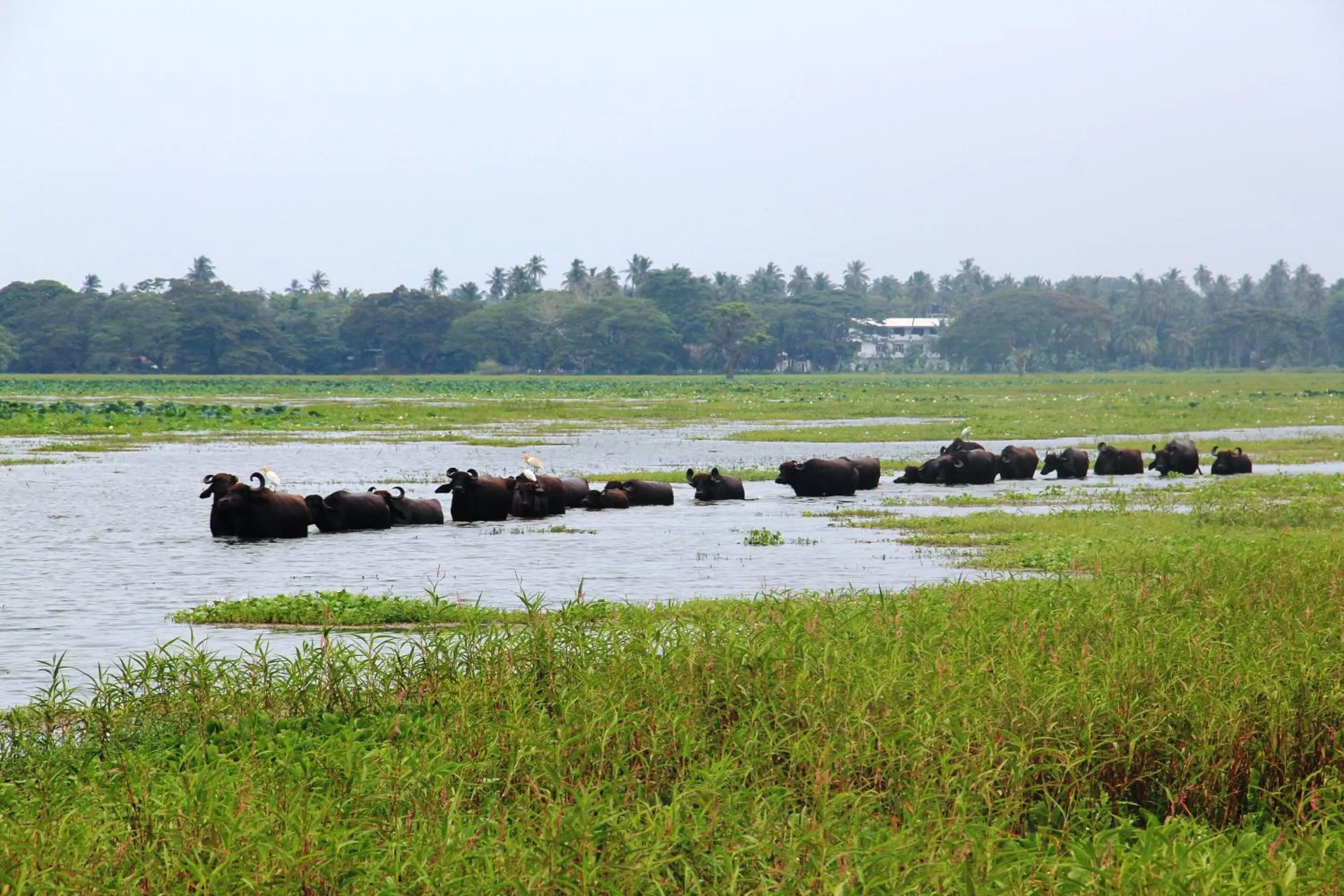Natural landscape in Lake View Cottage
