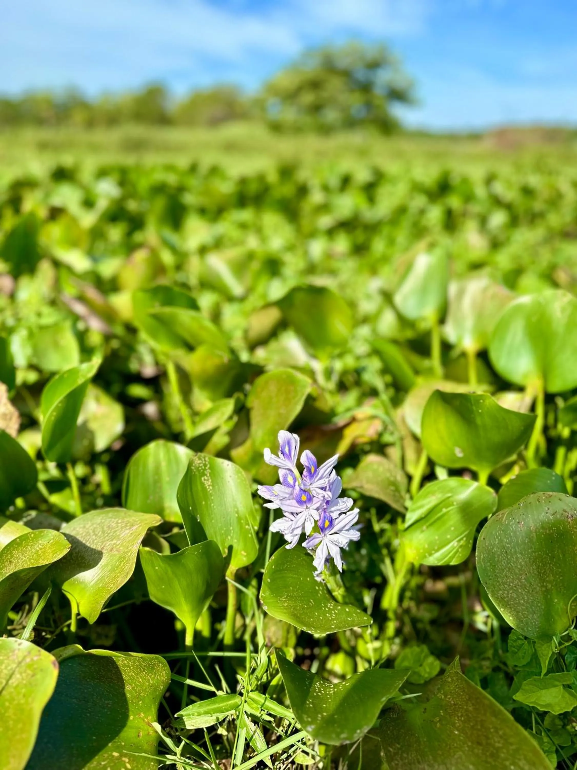 Garden in Lake View Cottage