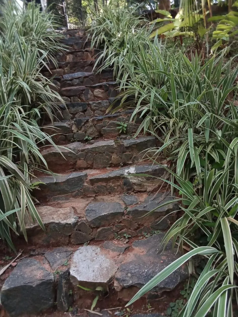 Natural landscape in Villa Birdlake