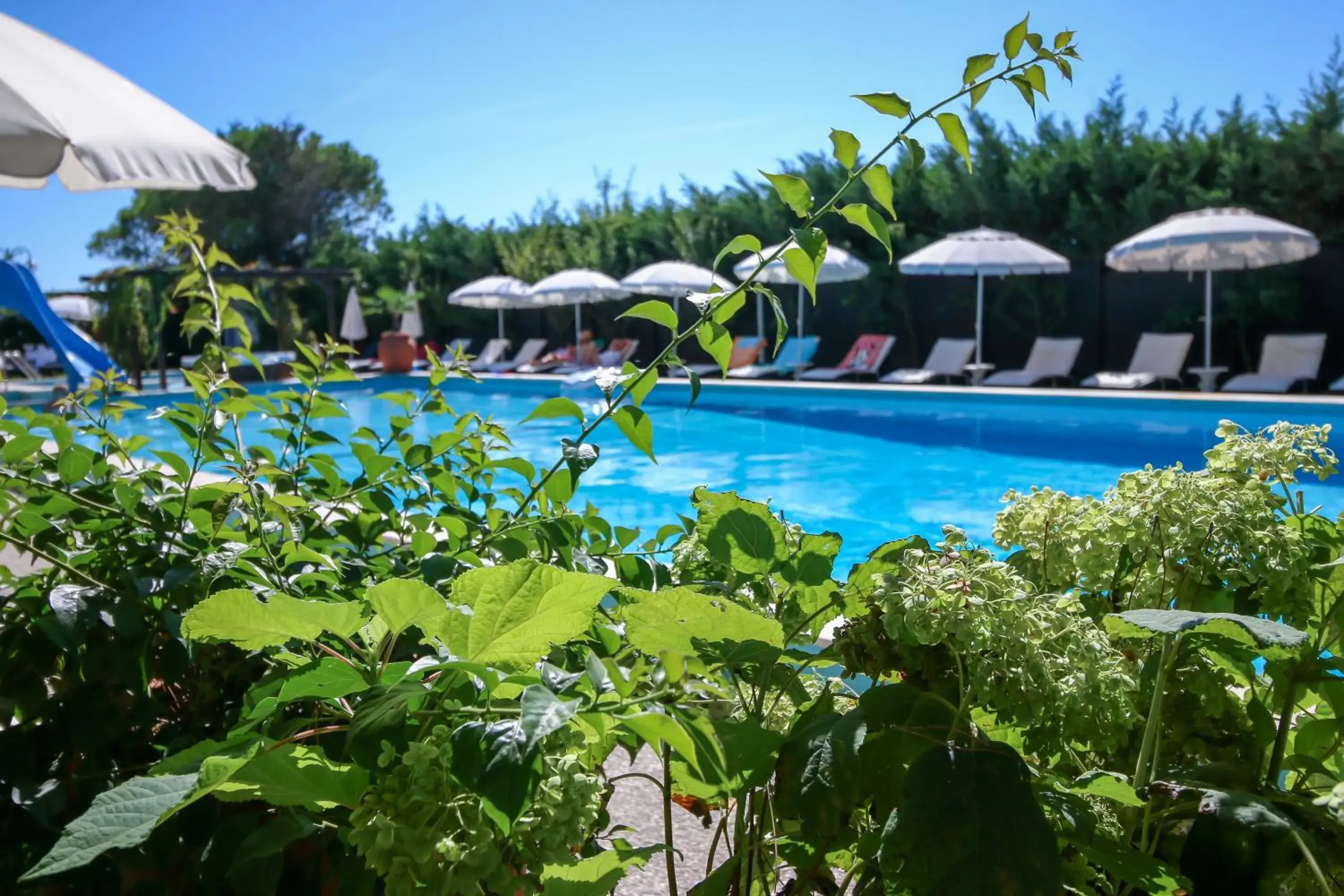 Pool view in Hotel Viña del Mar Pineta