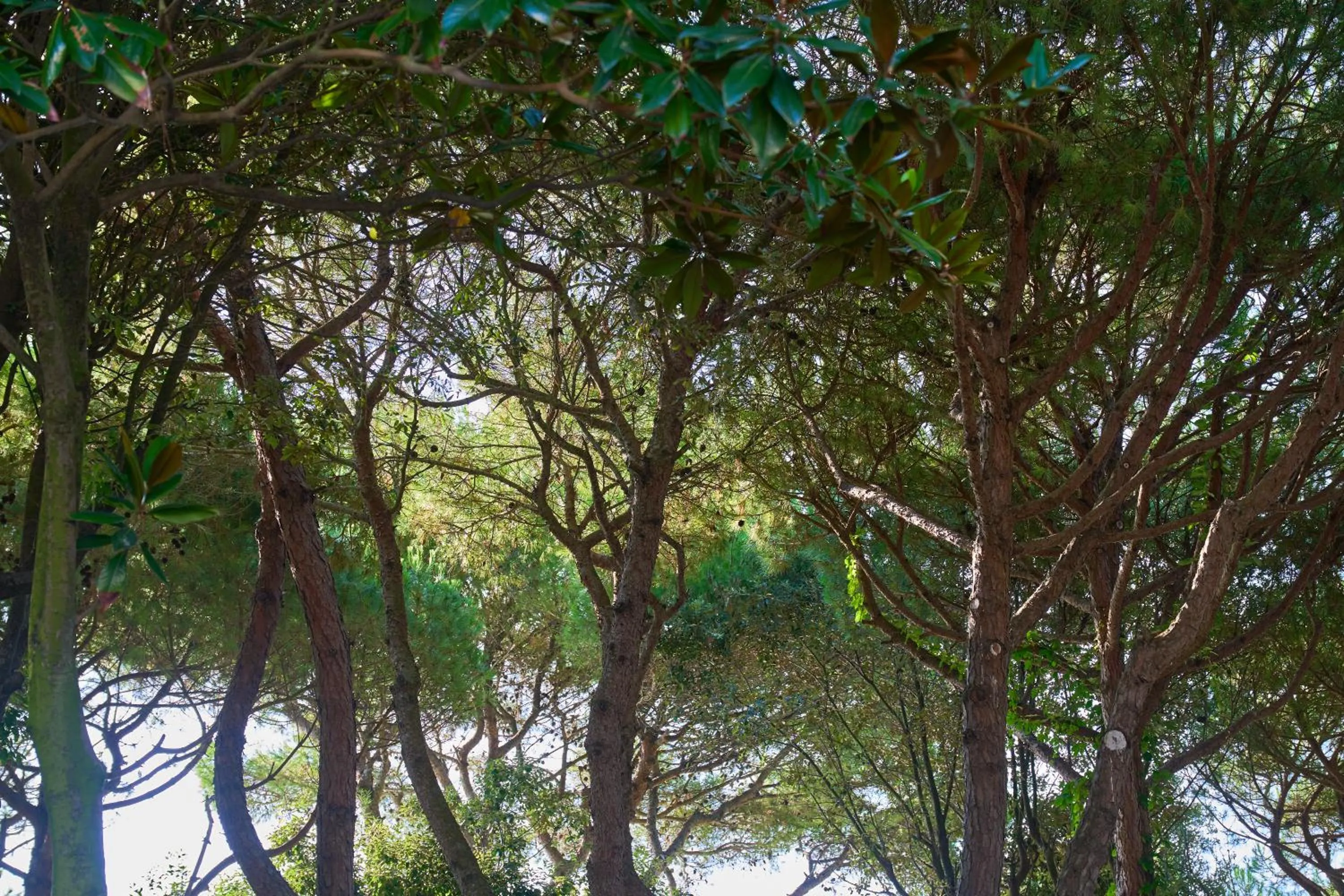 Garden in Hotel Viña del Mar Pineta