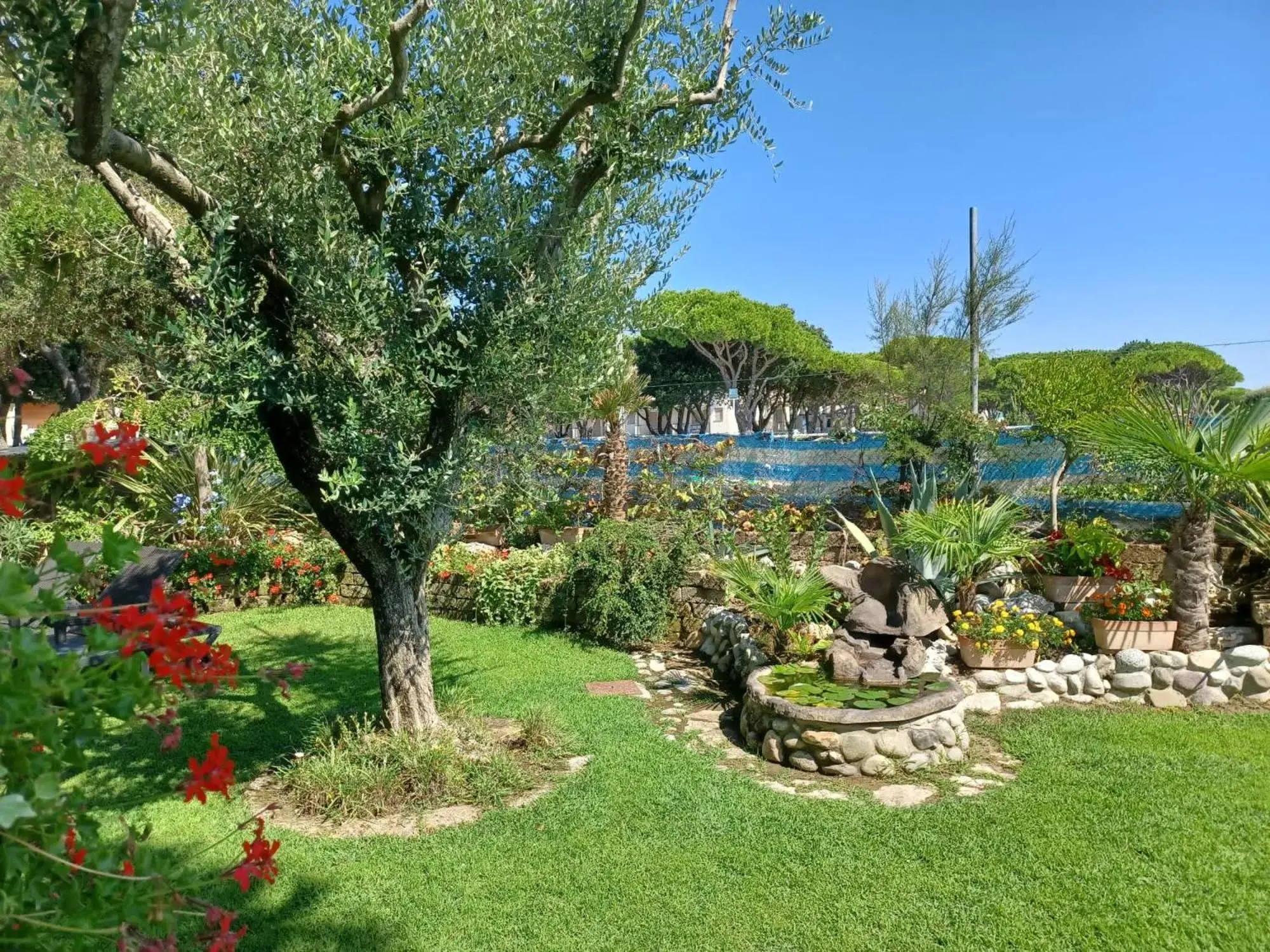 Garden in Hotel Viña del Mar Pineta