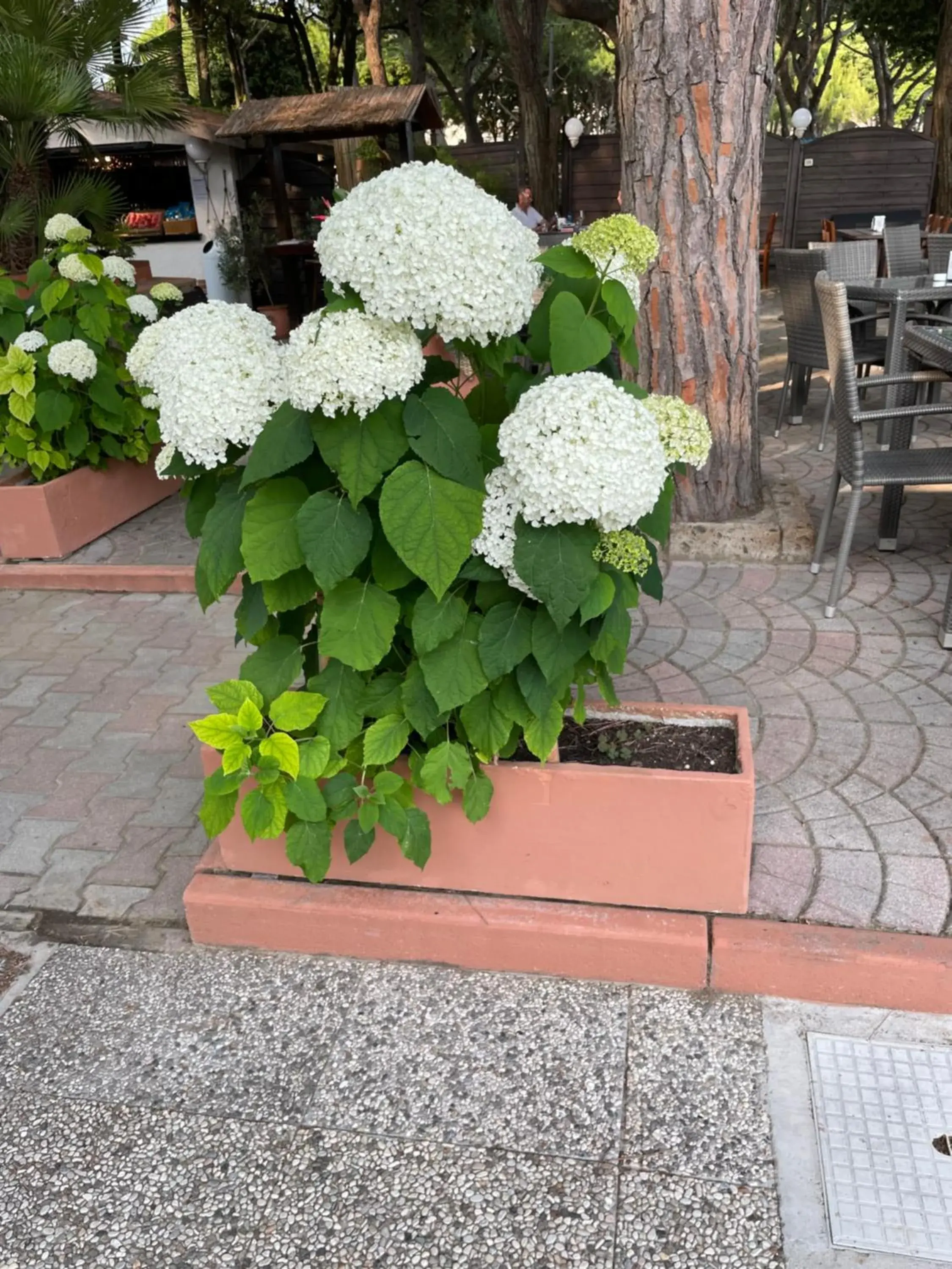 Hotel Viña del Mar Pineta