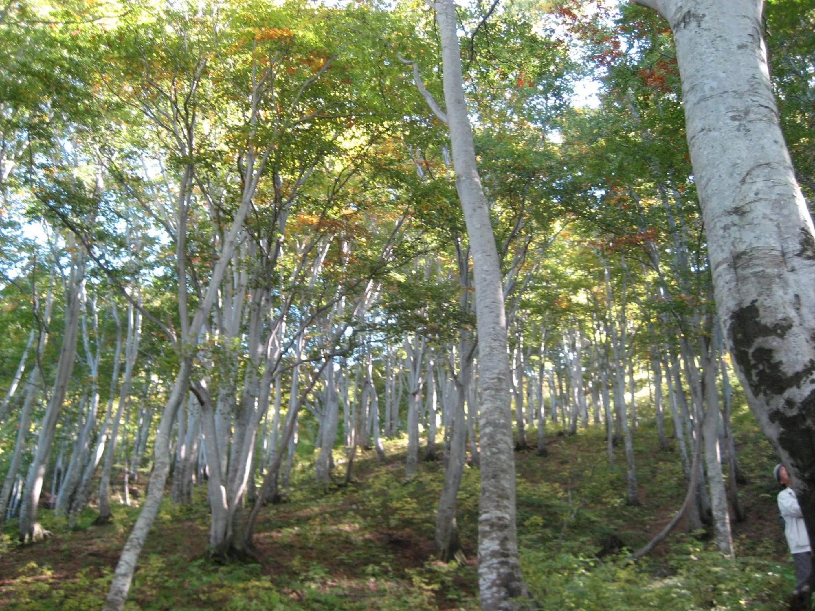 Natural landscape in Pension Pure