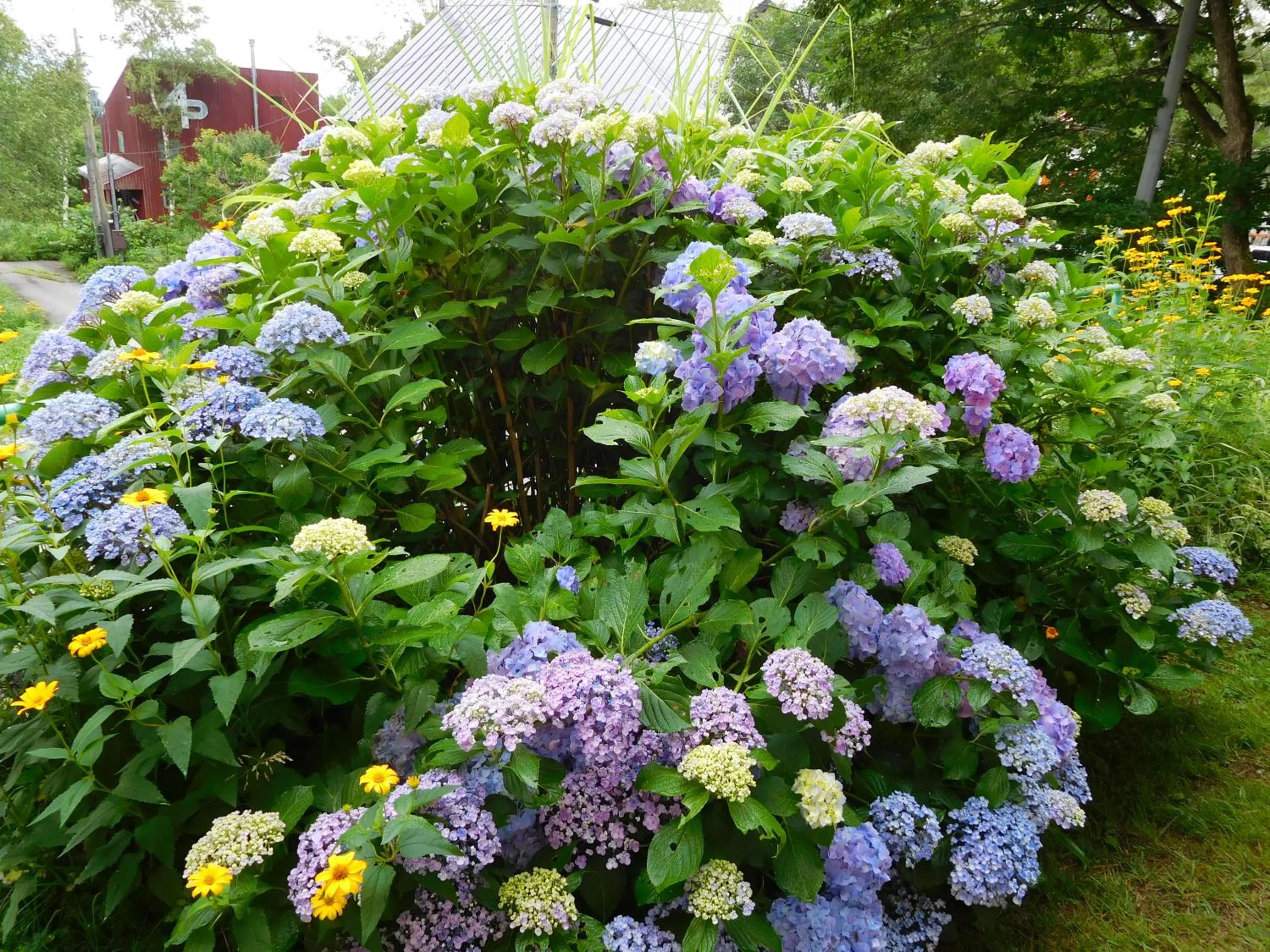 Spring in Pension Pure