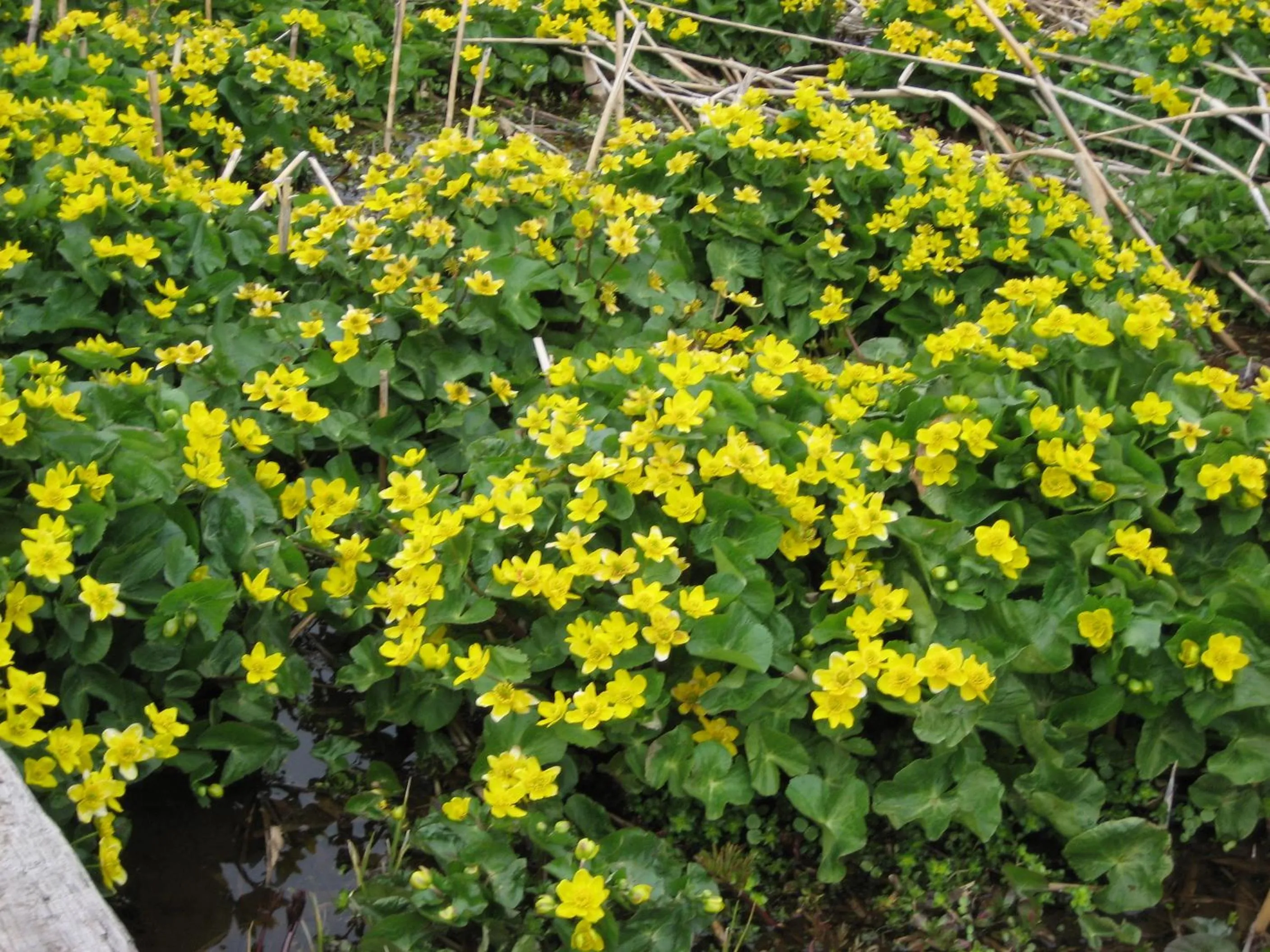 Spring in Pension Pure