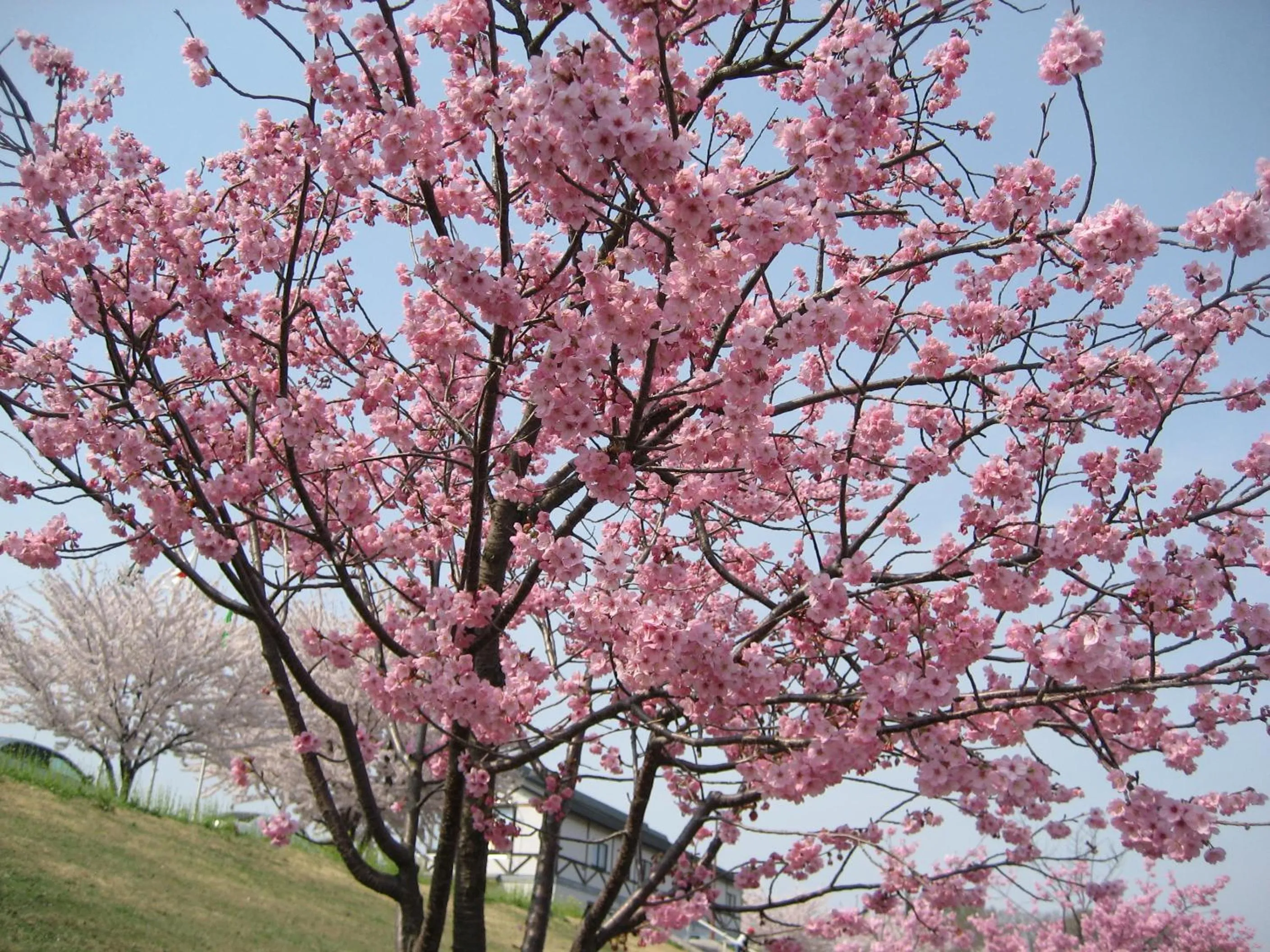 Spring in Pension Pure
