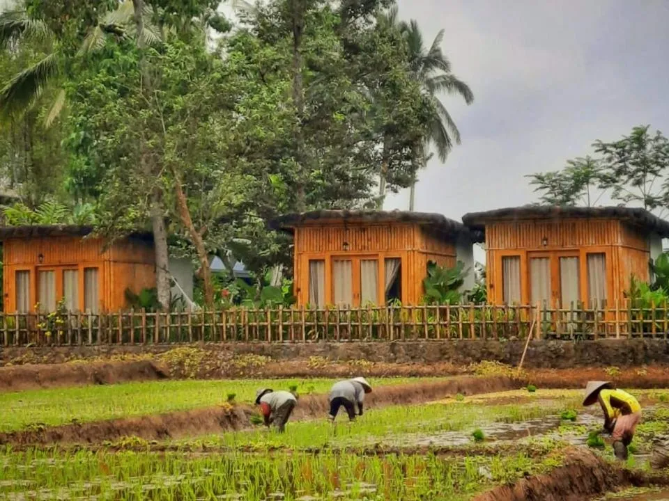 Sawah Ijen