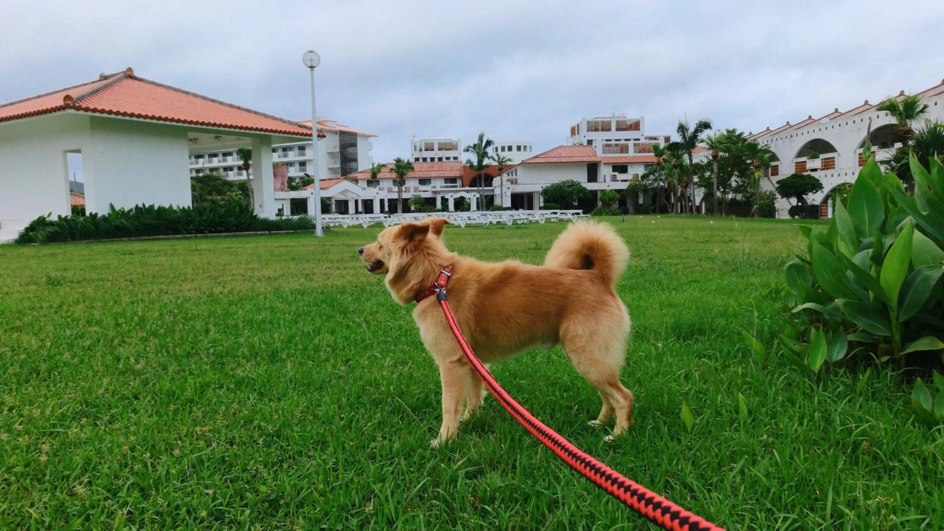 Pets in Watermark Hotel Okinawa Kume Island