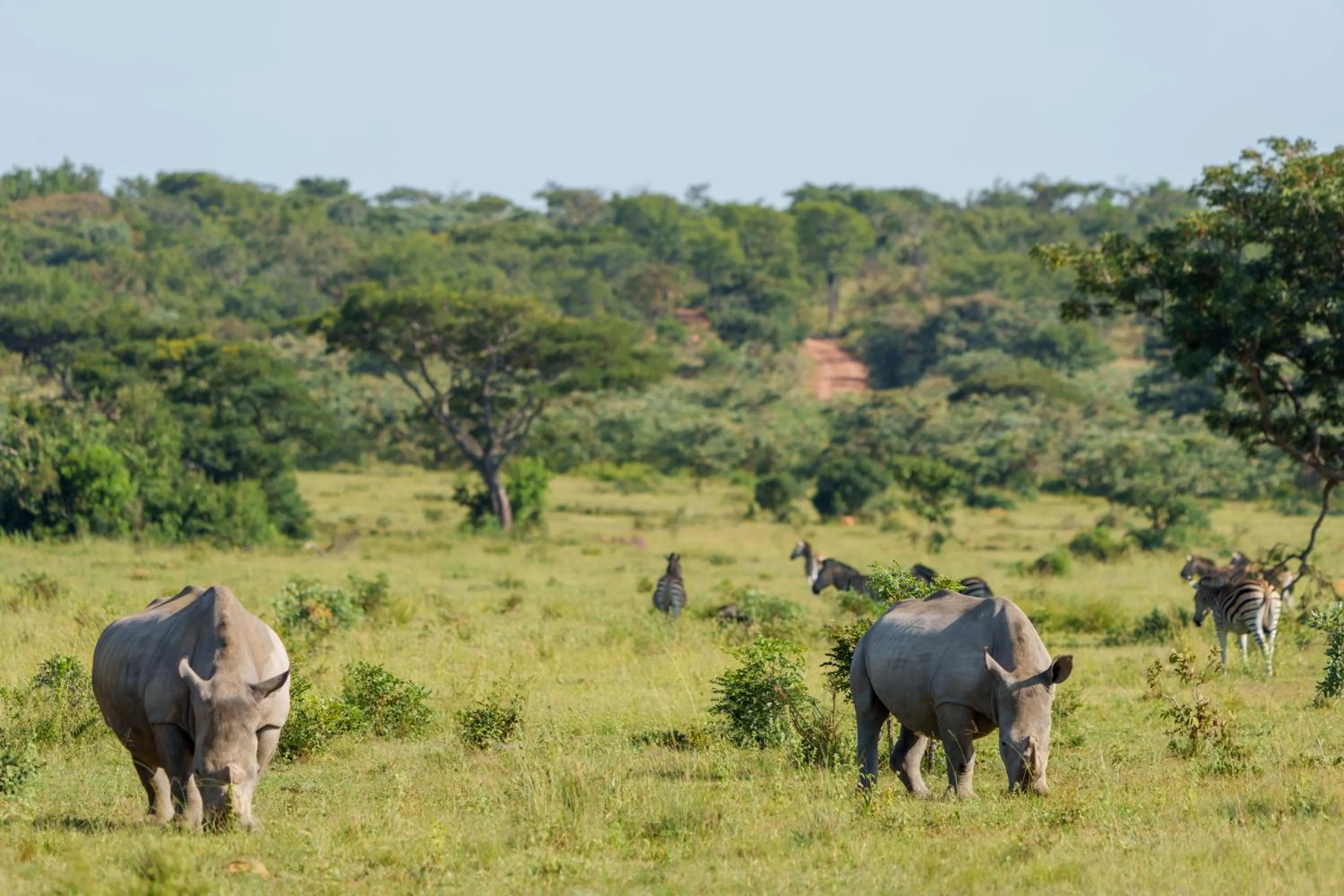 Natural landscape in Elephants Crossing