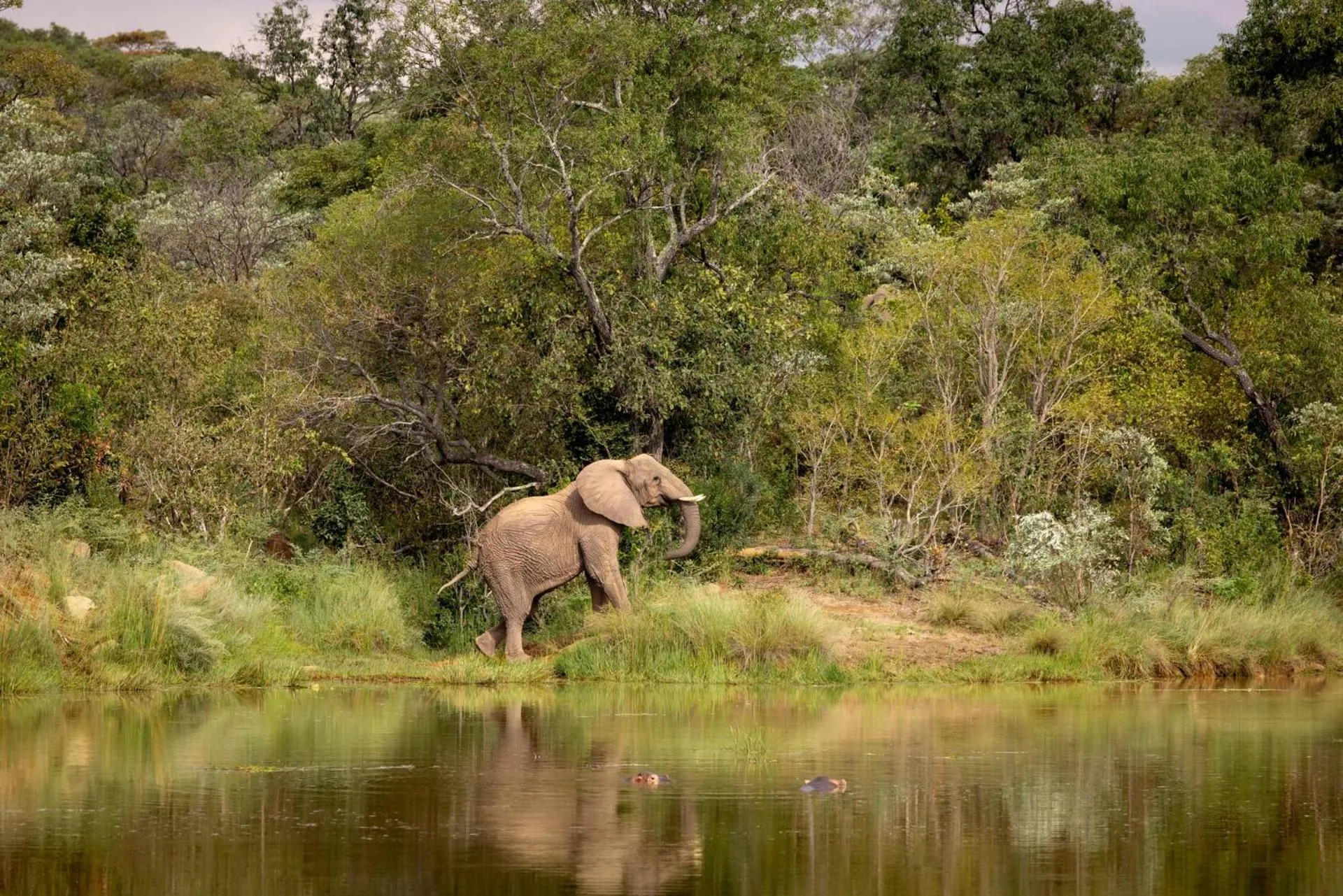 Animals in Elephants Crossing