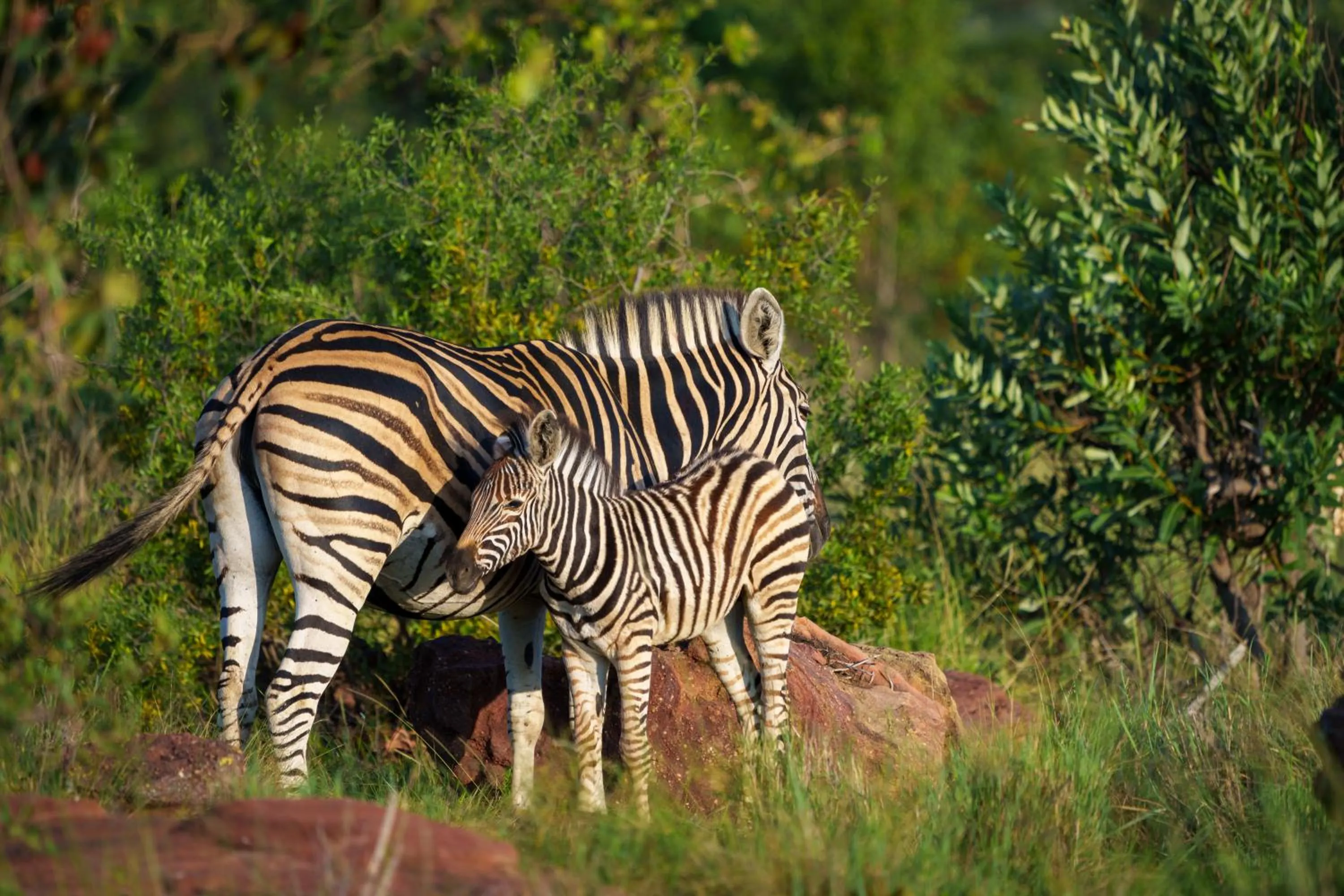 Natural landscape in Elephants Crossing