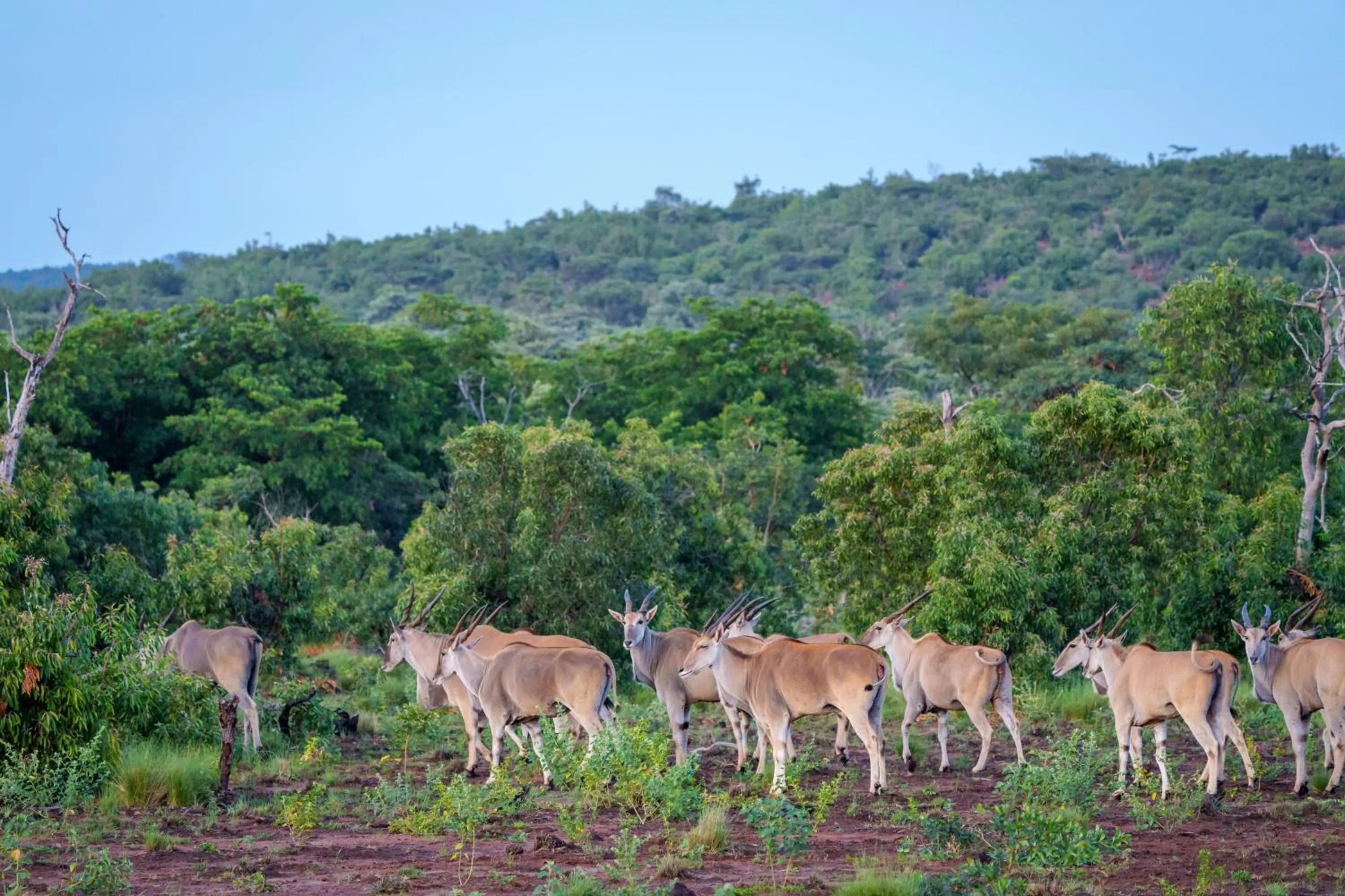 Nearby landmark in Elephants Crossing