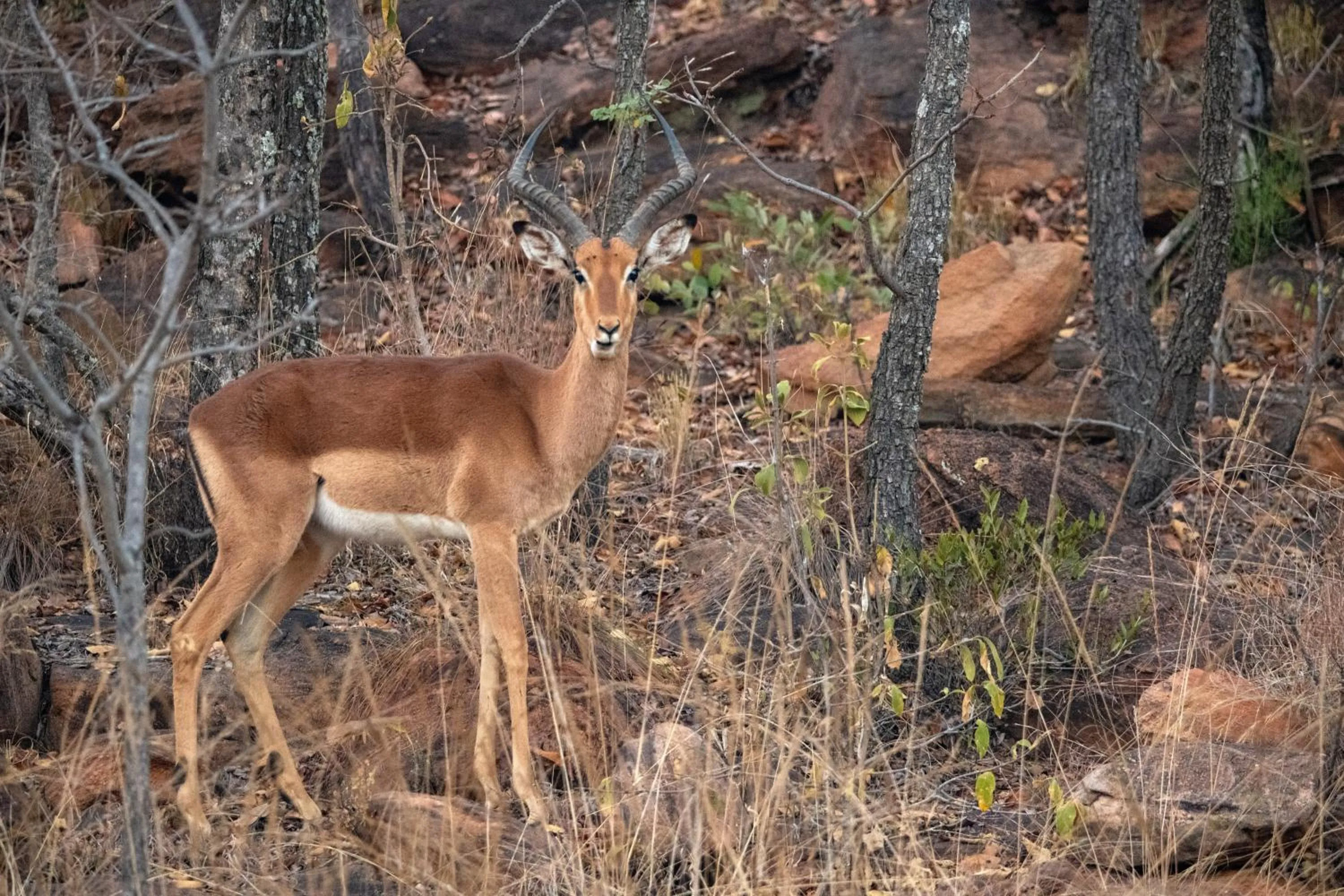 Natural landscape in Elephants Crossing
