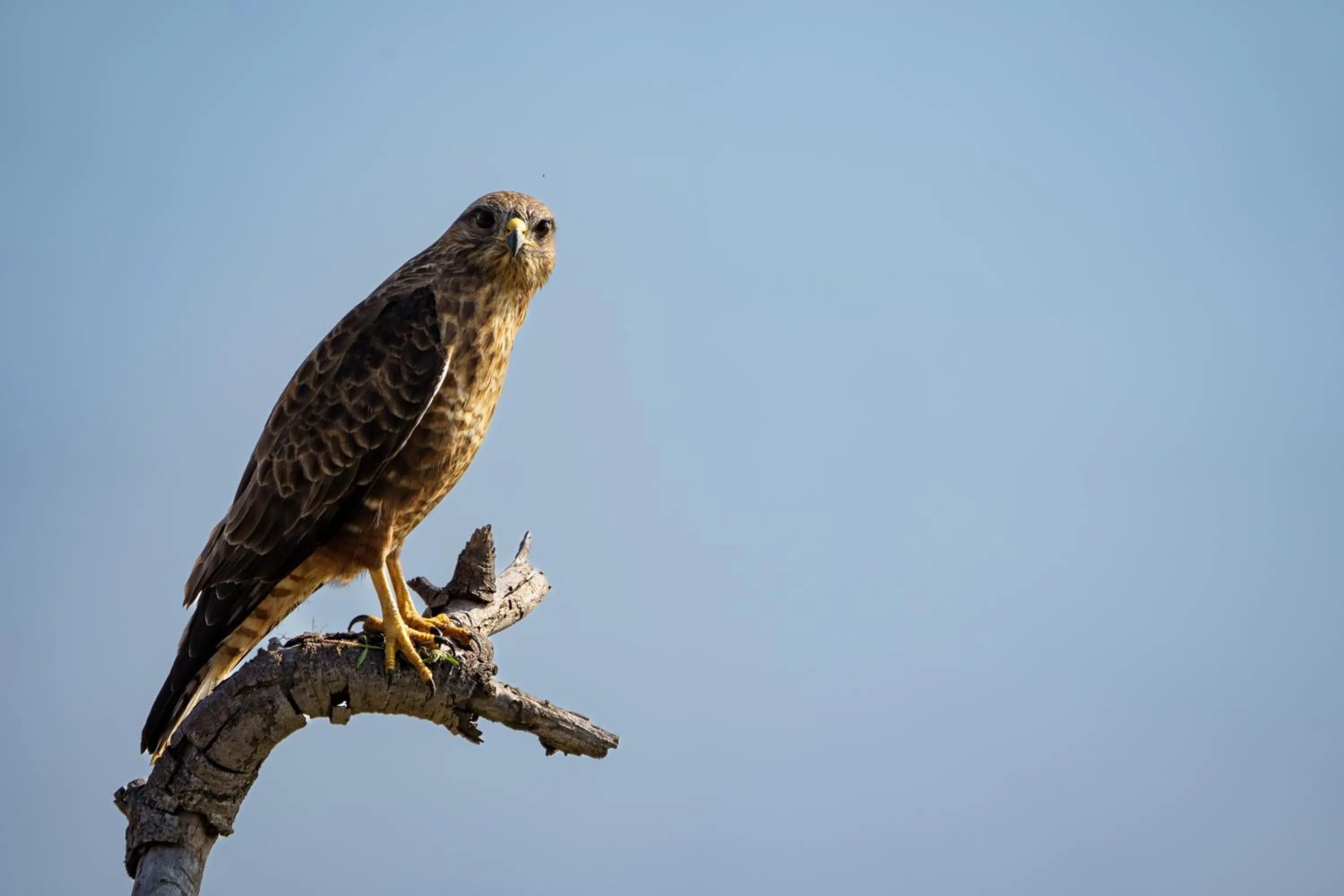 Natural landscape in Elephants Crossing