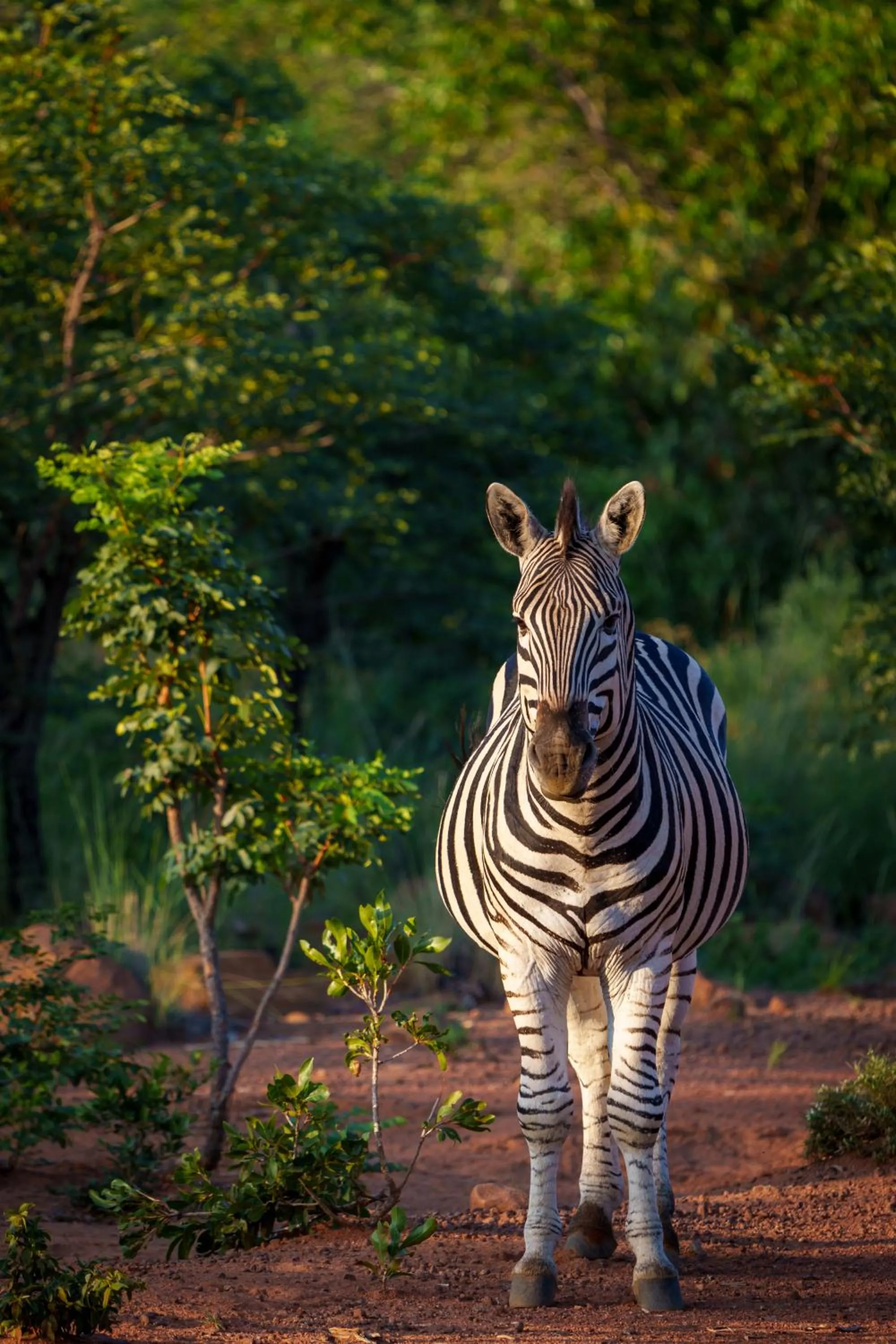 Natural landscape in Elephants Crossing