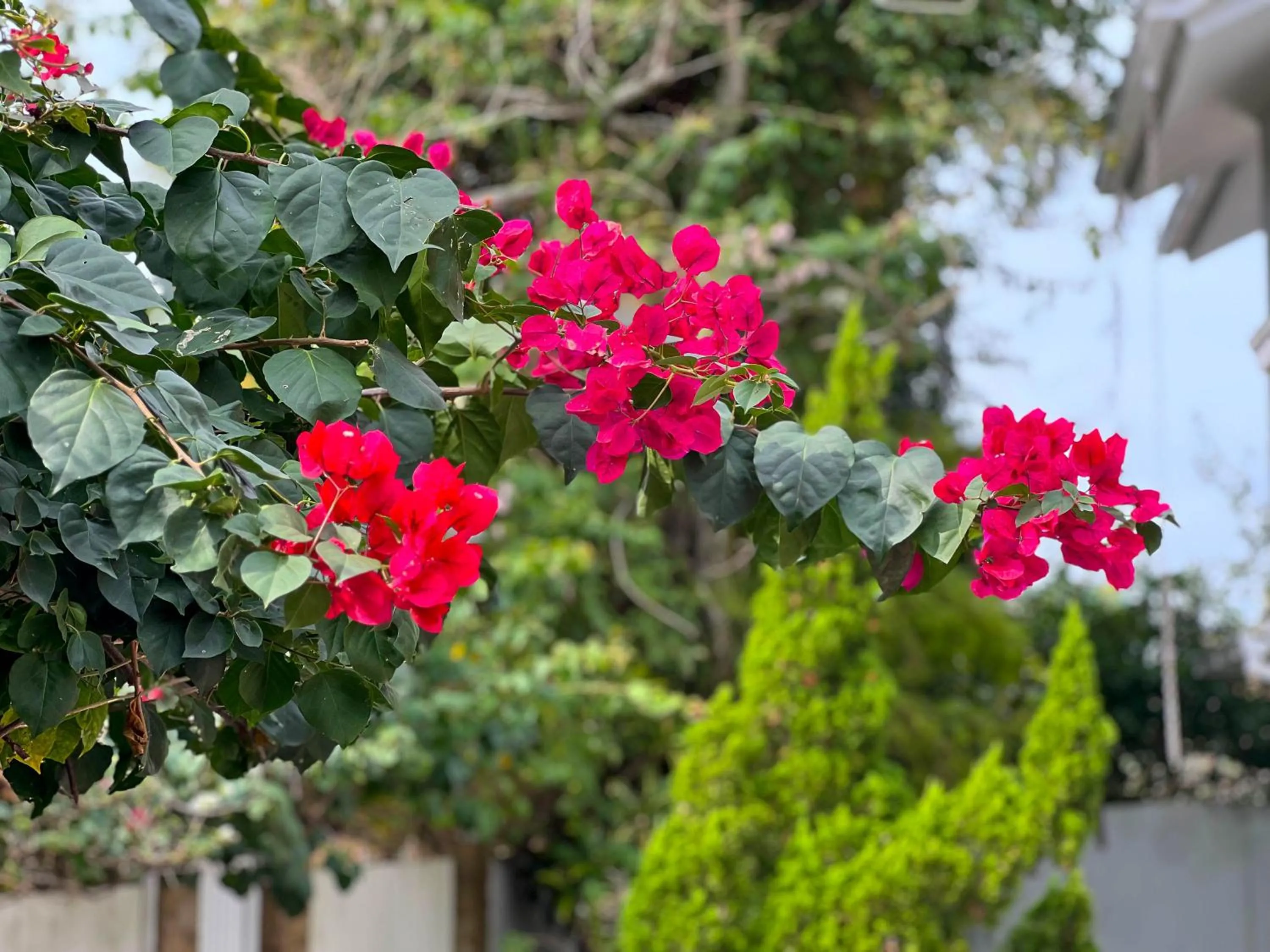 Spring in Pousada Altas Natureza