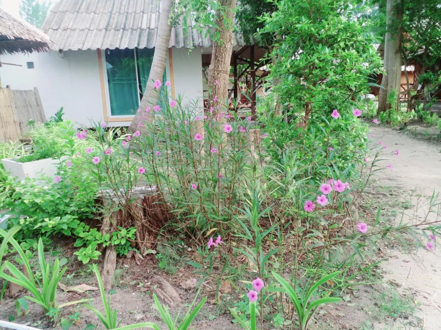 Garden view in Lipe Garden Beach Resort
