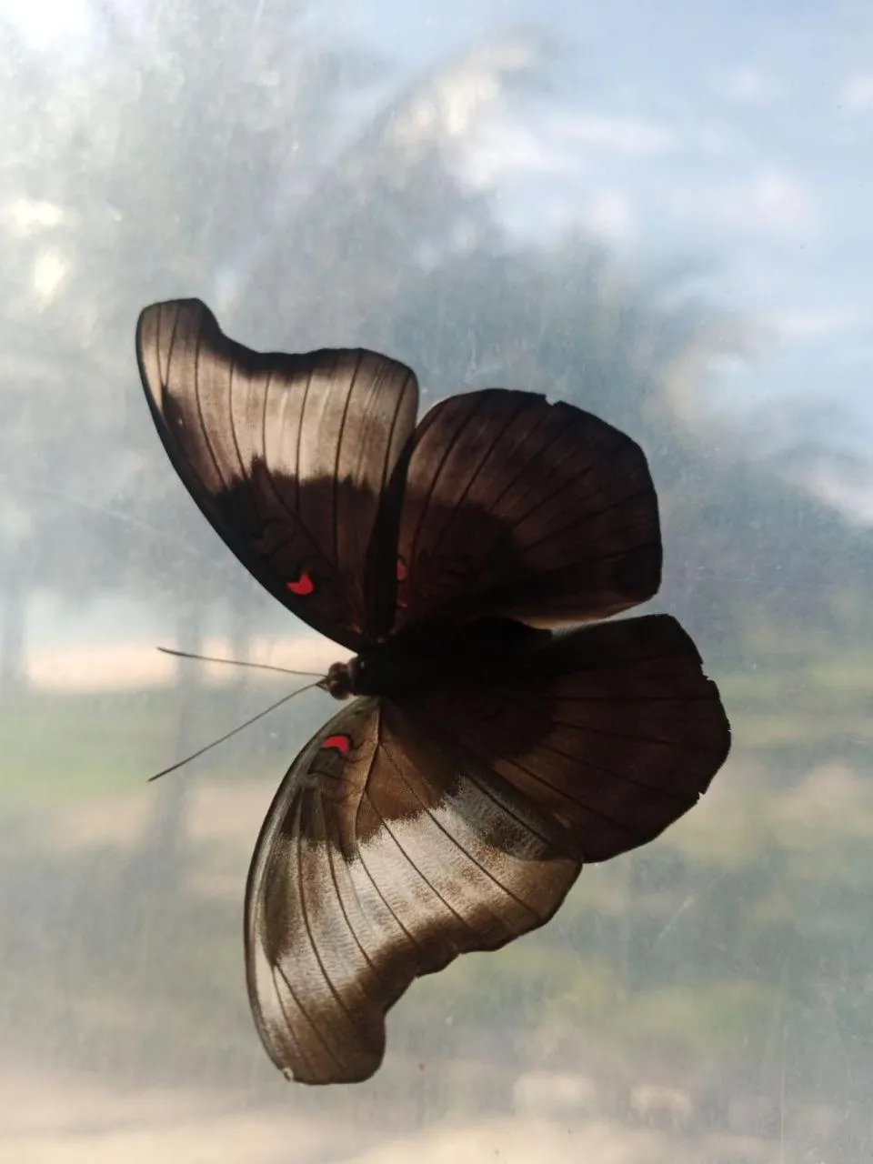 Animals in Lazy Beach