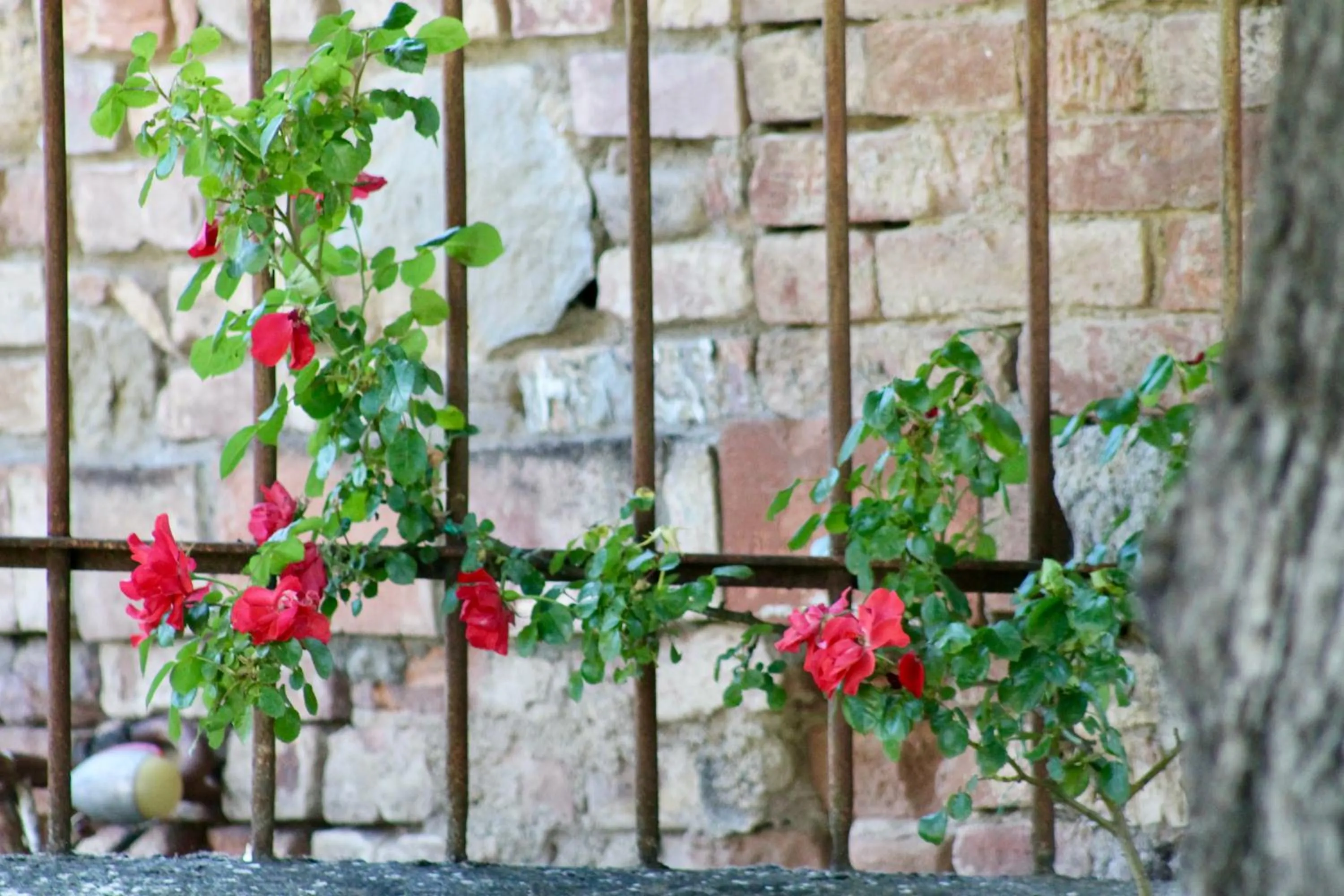 Spring in Villa Sant’Andrea