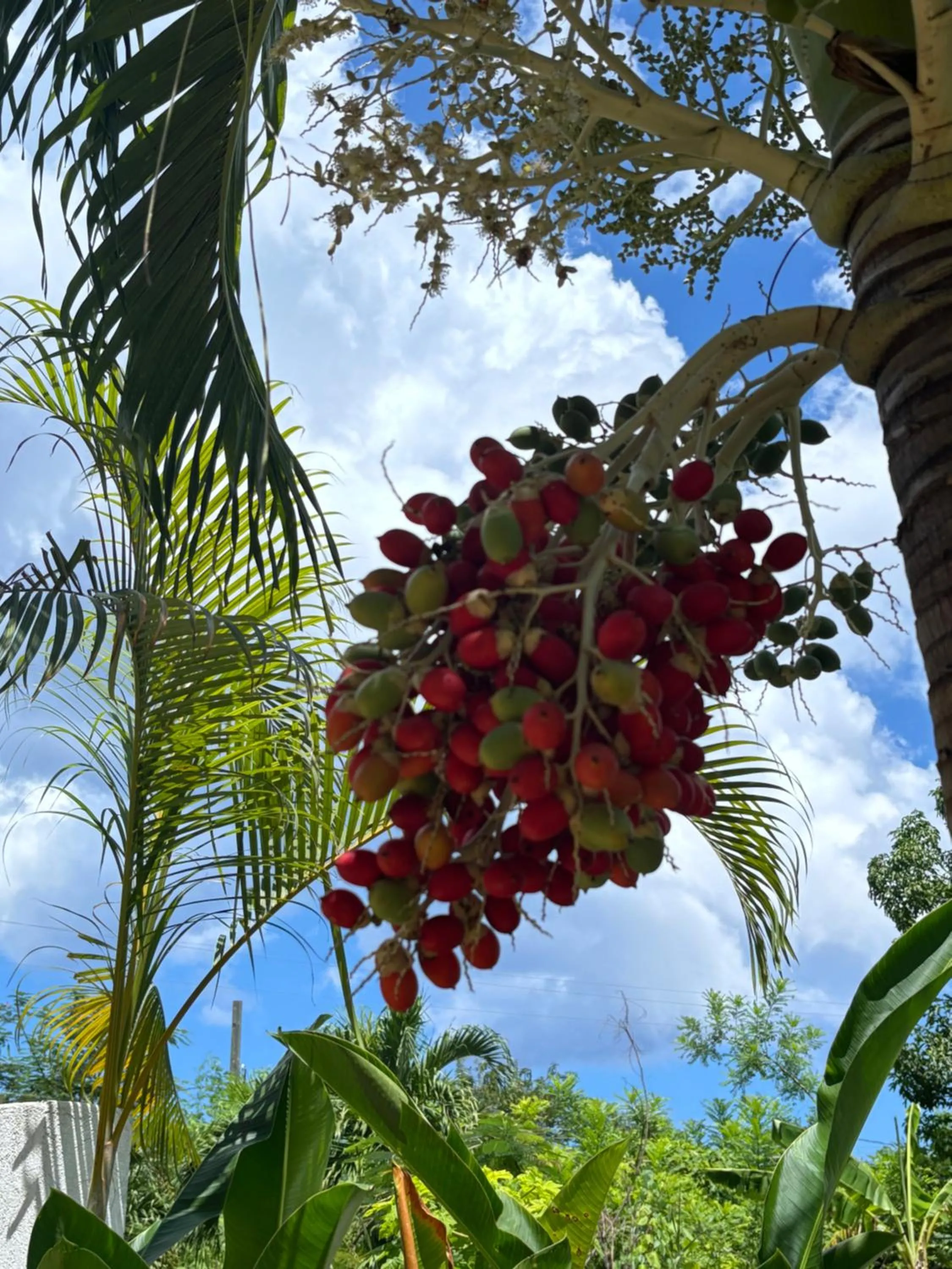 Garden view in Sommerville Resorts