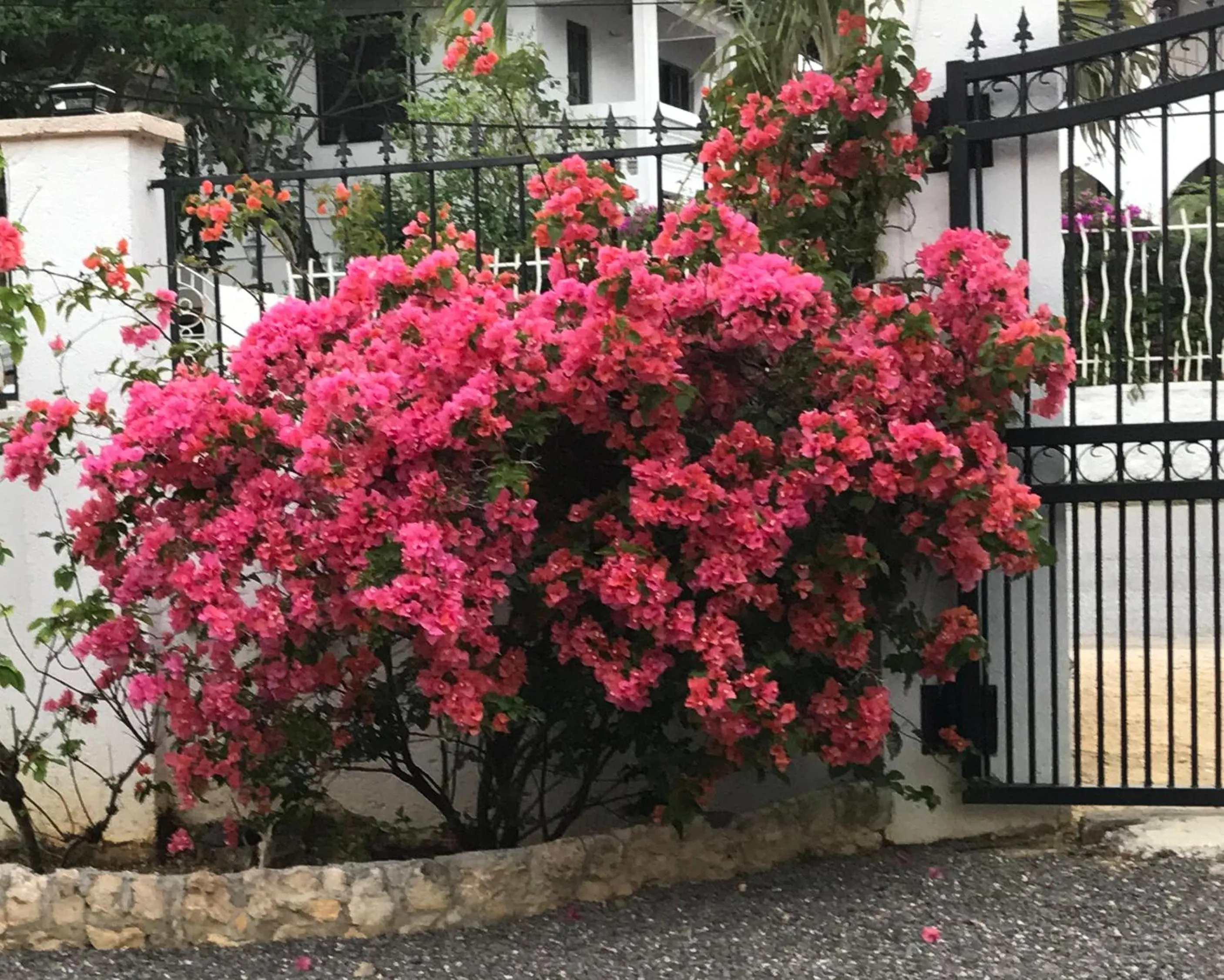 Garden view in Sommerville Resorts