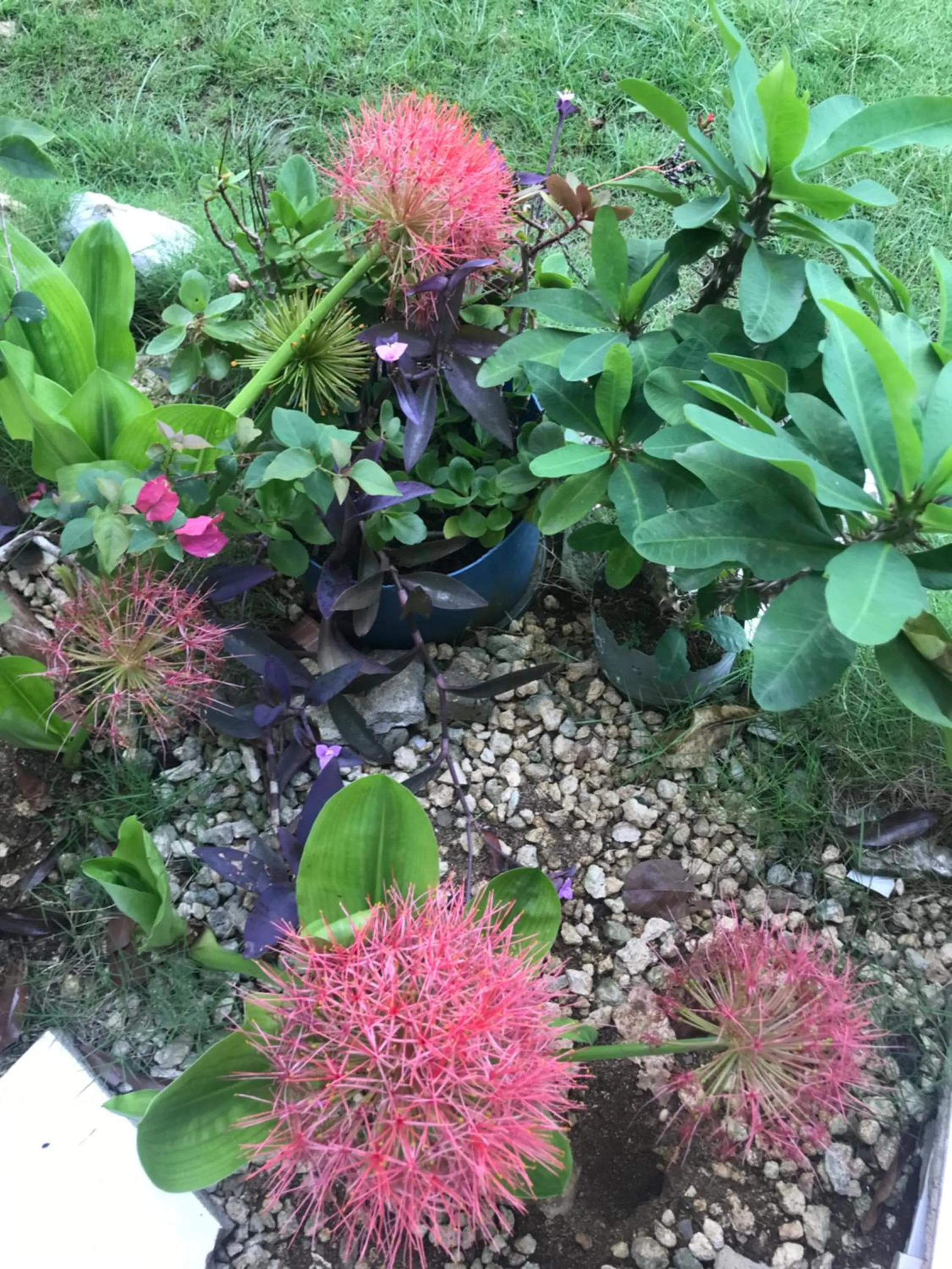 Garden in Sommerville Resorts