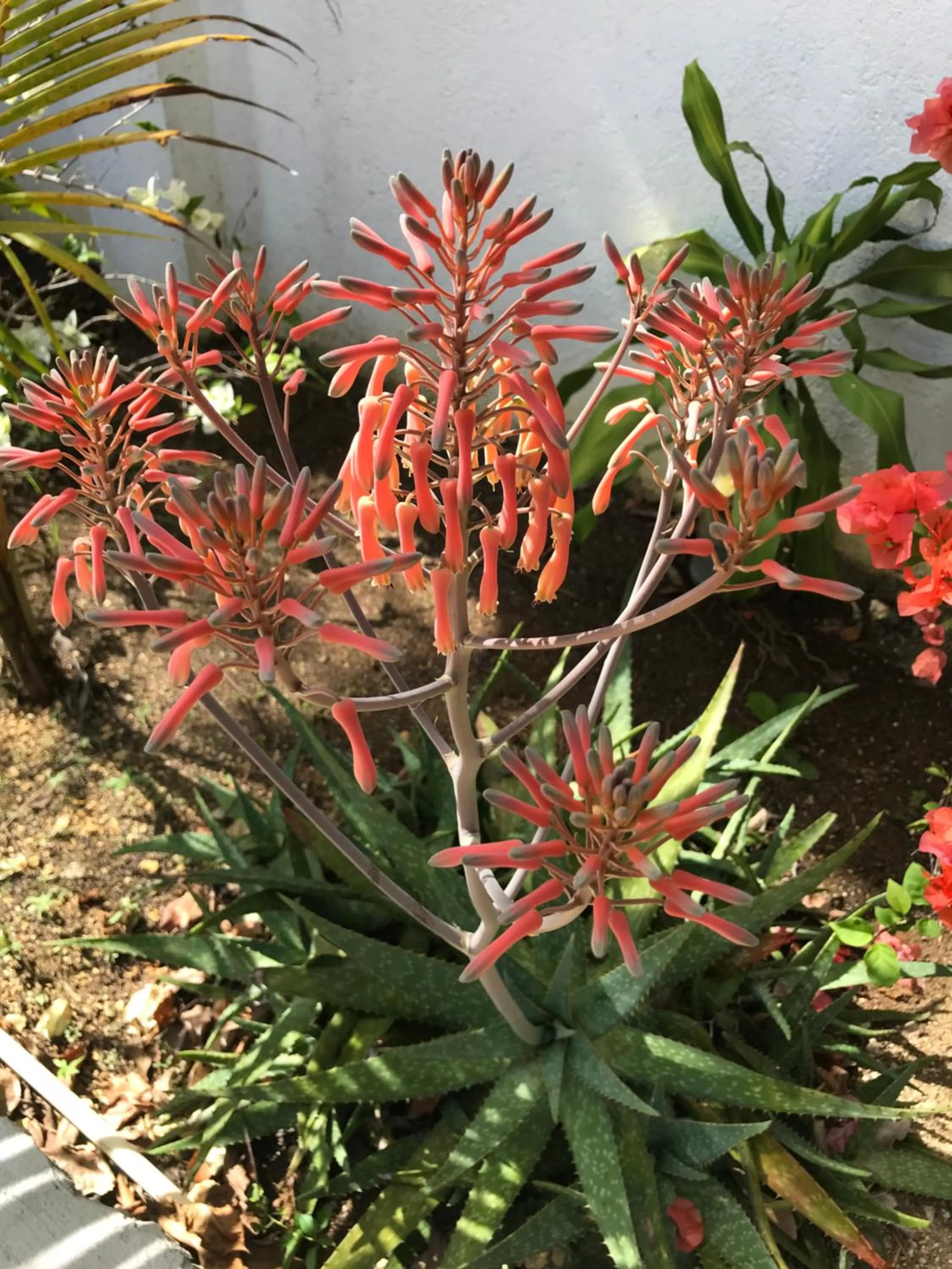 Garden in Sommerville Resorts