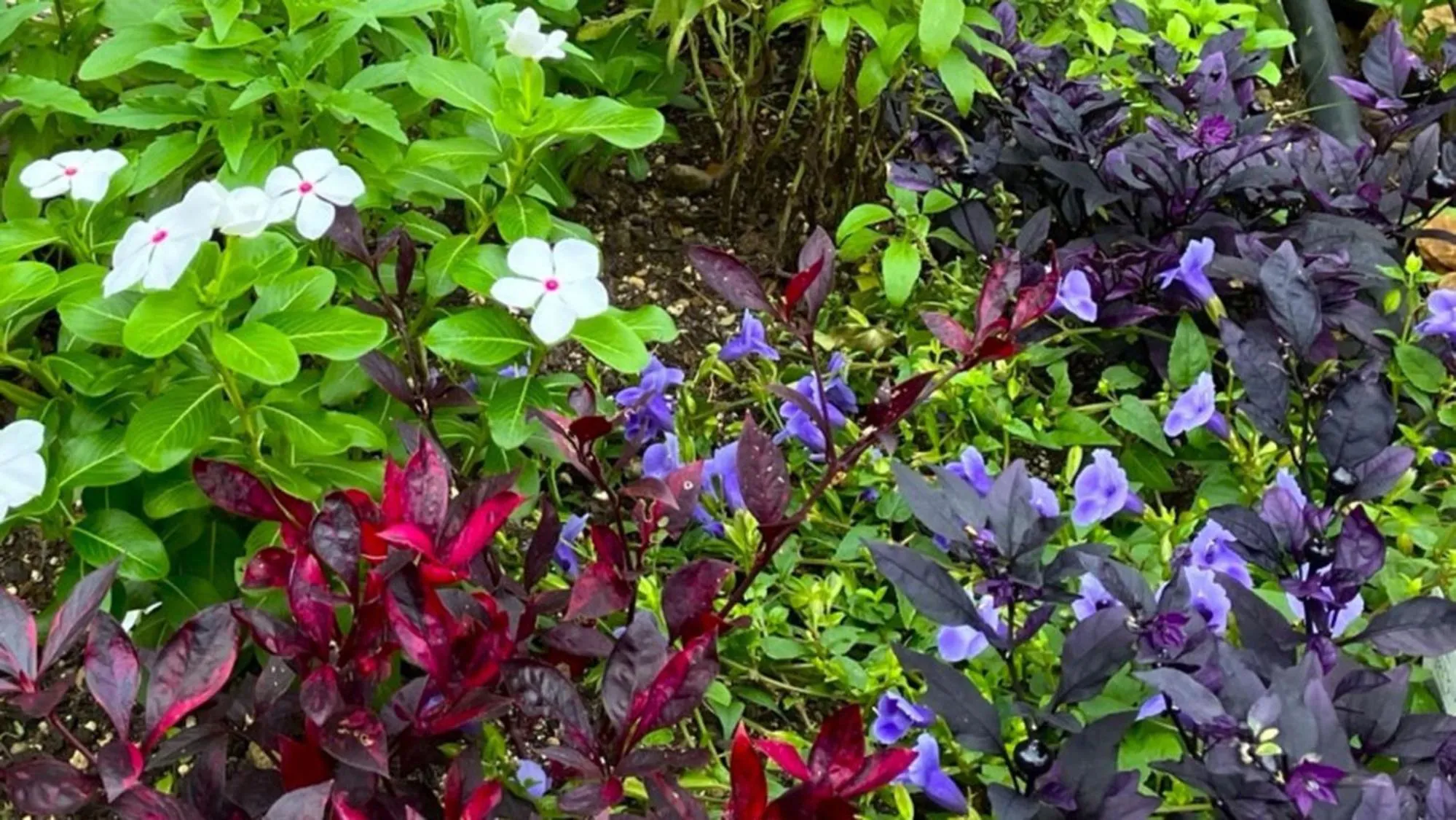 Off site in Toyoko Inn Takasaki eki Nishi guchi No 1