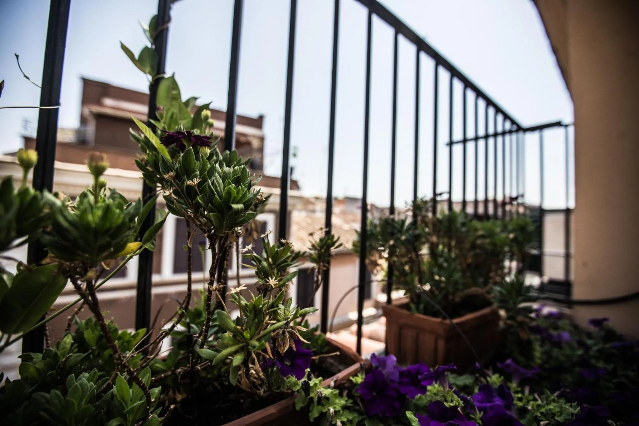 Balcony/Terrace in Hotel Grifo