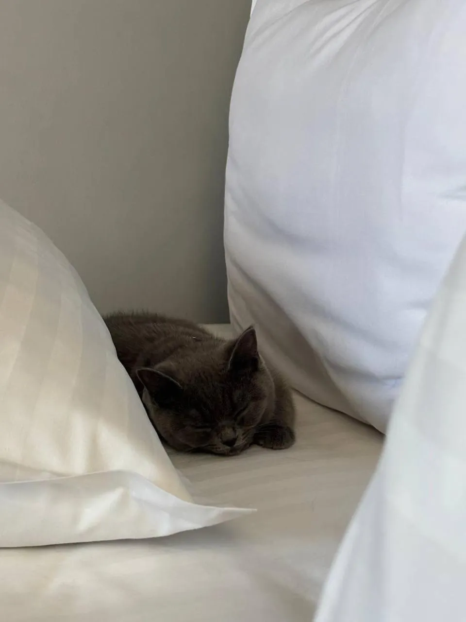 Animals, Bed in Sapiens Hotel