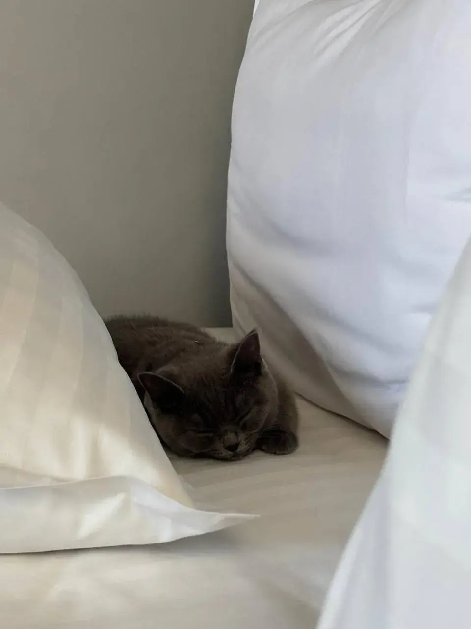 Standard Double or Twin Room - single occupancy in Sapiens Hotel Standard Double or Twin Room - single occupancy in Sapiens Hotel